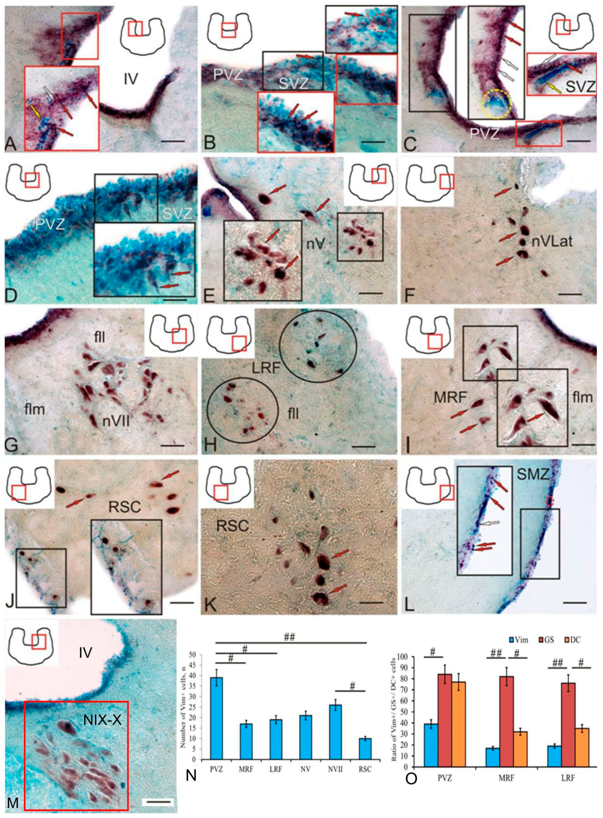Ijms 25 05595 g008 Ijms 25 05595 g008