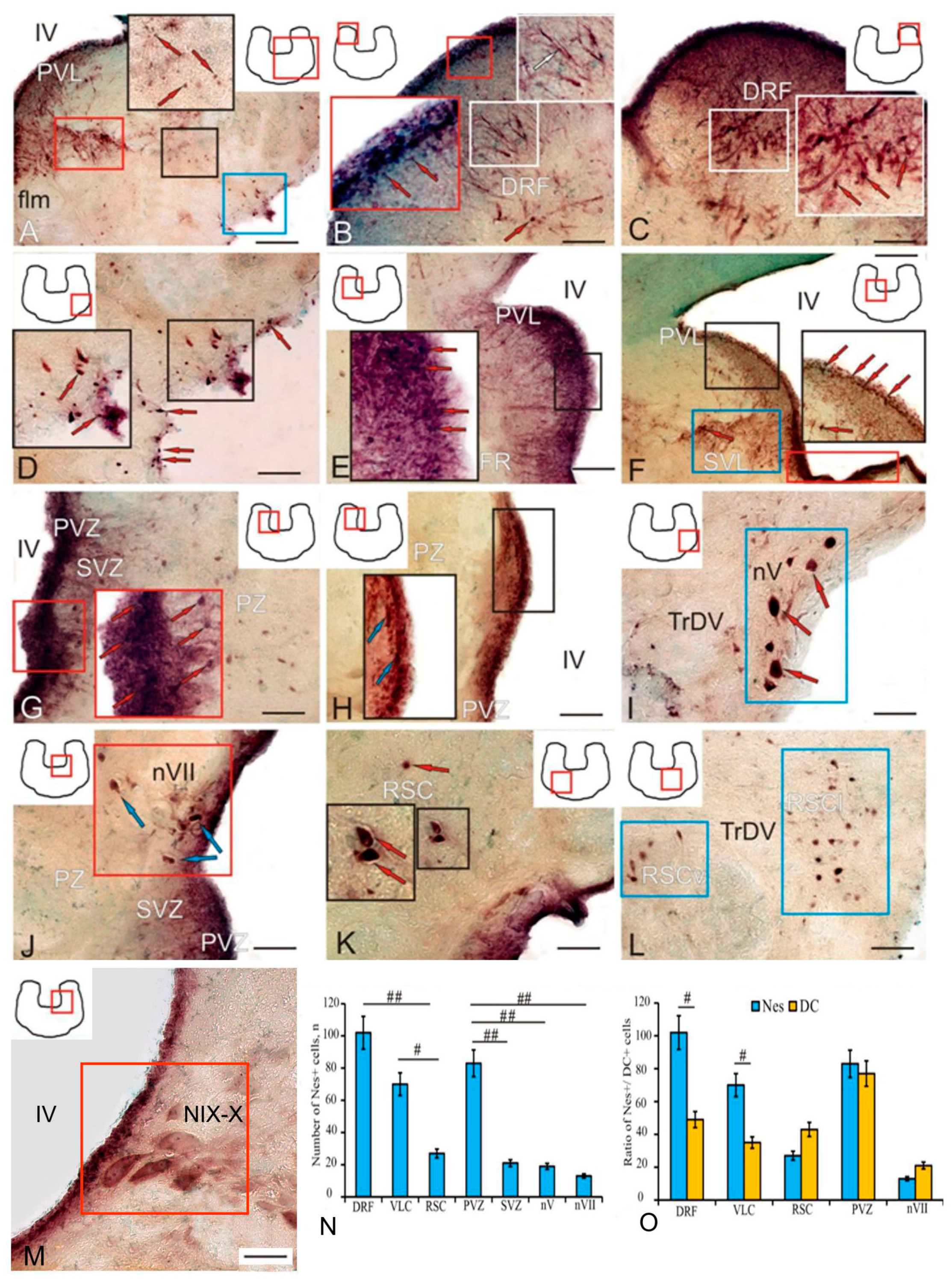 Ijms 25 05595 g010 Ijms 25 05595 g010