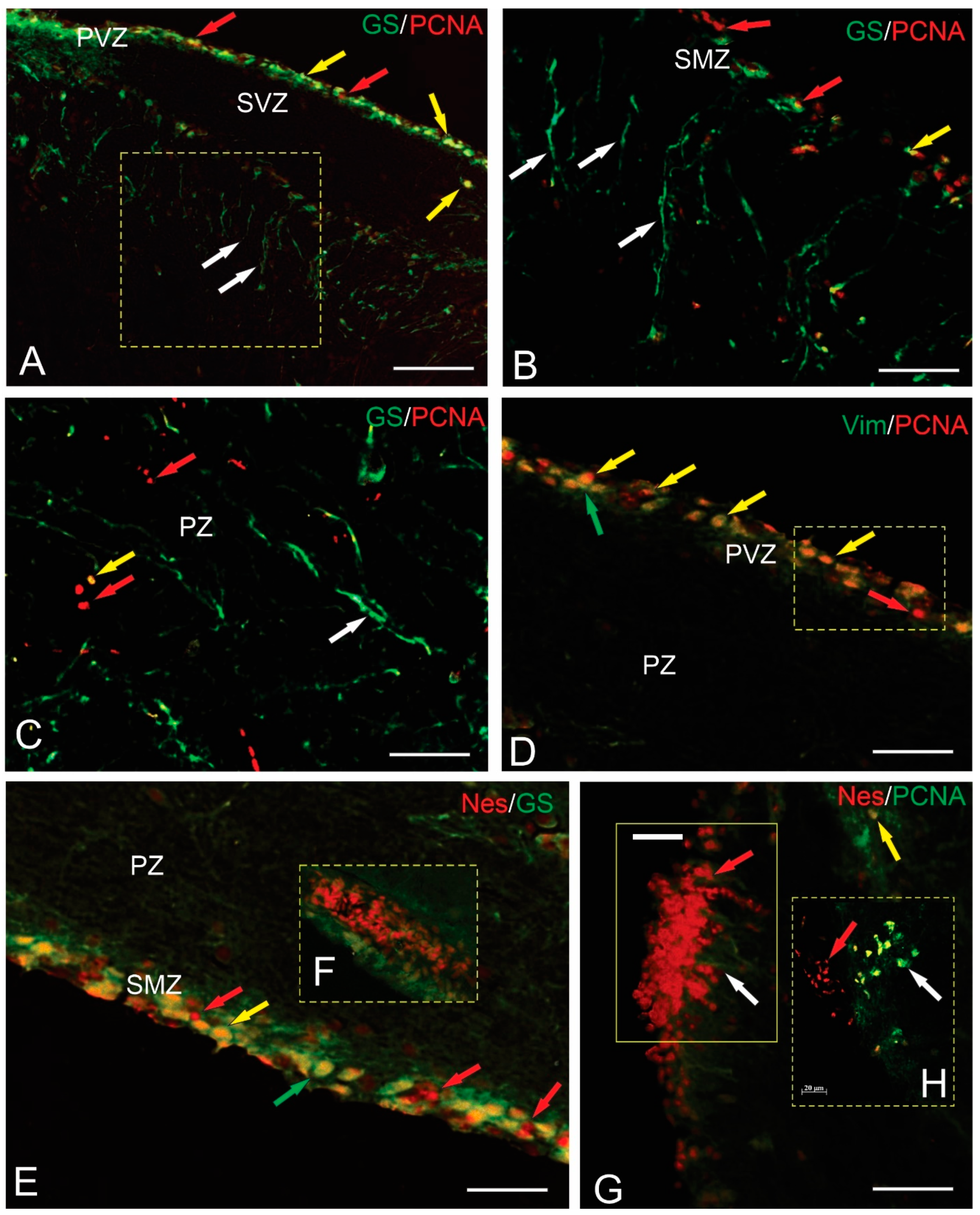 Ijms 25 05595 g011 Ijms 25 05595 g011