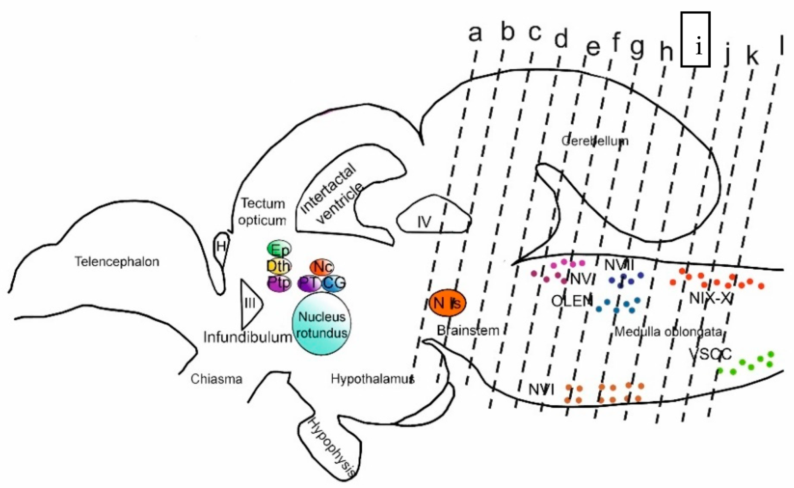 Ijms 25 05595 g012 Ijms 25 05595 g012