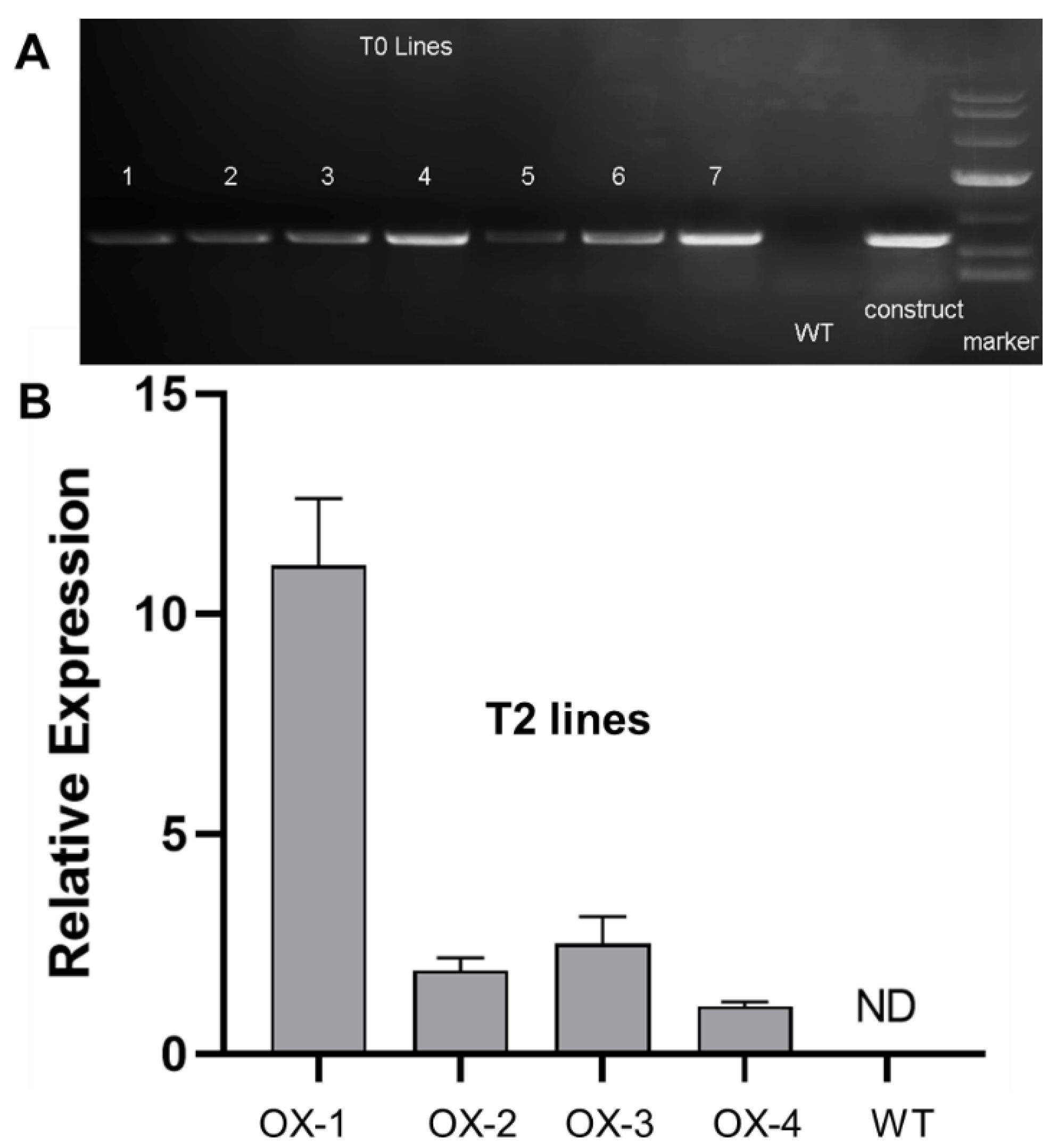Ijms 25 05770 g006