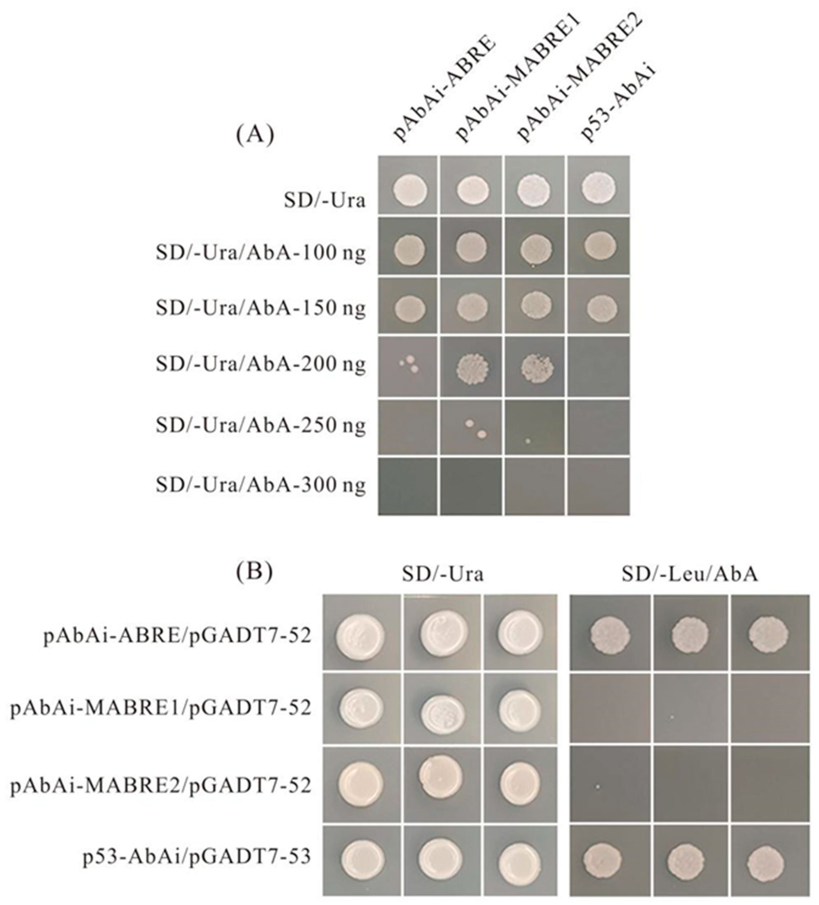 Ijms 25 05818 g010