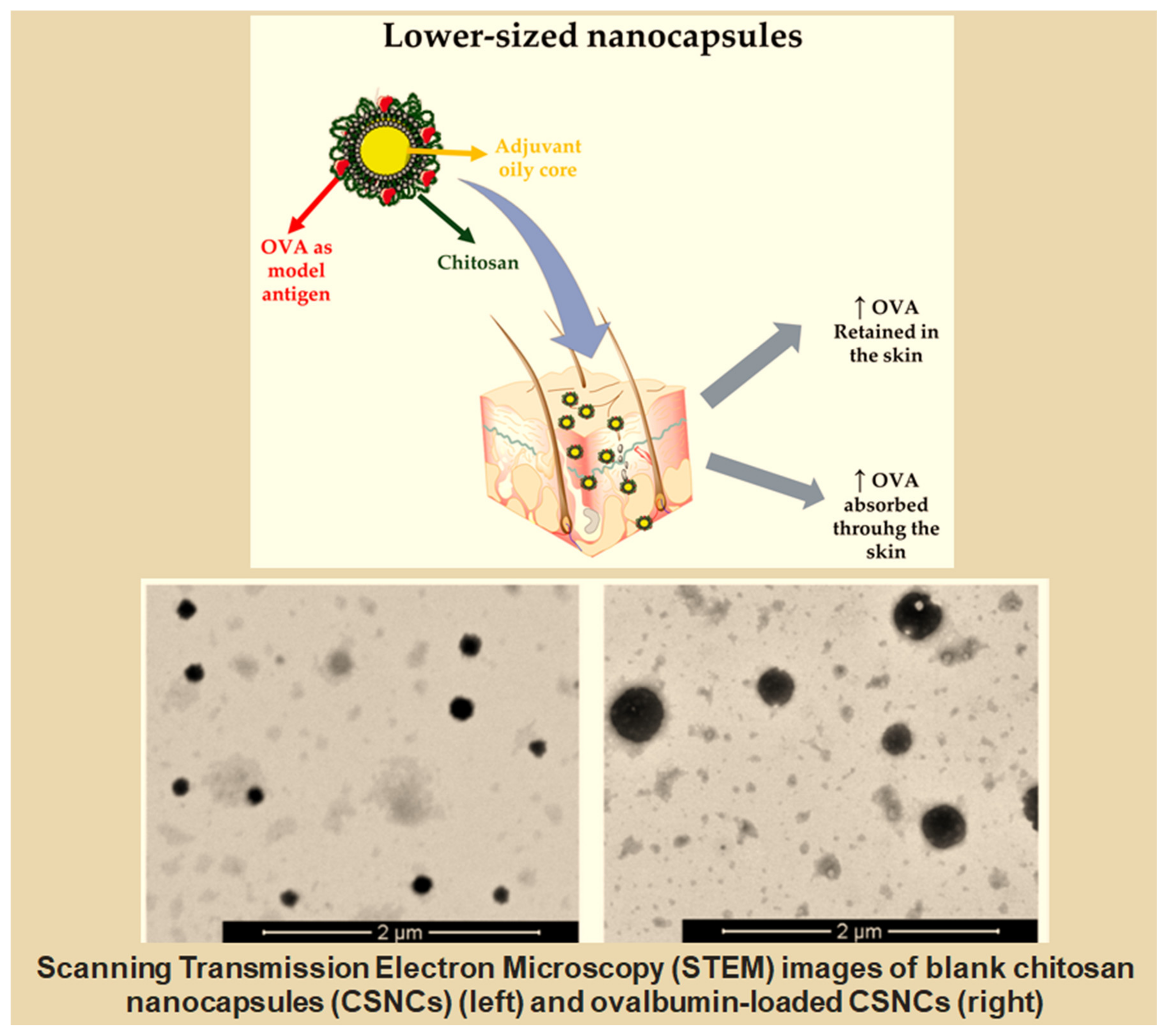 Ijms 25 05842 g008 Ijms 25 05842 g008