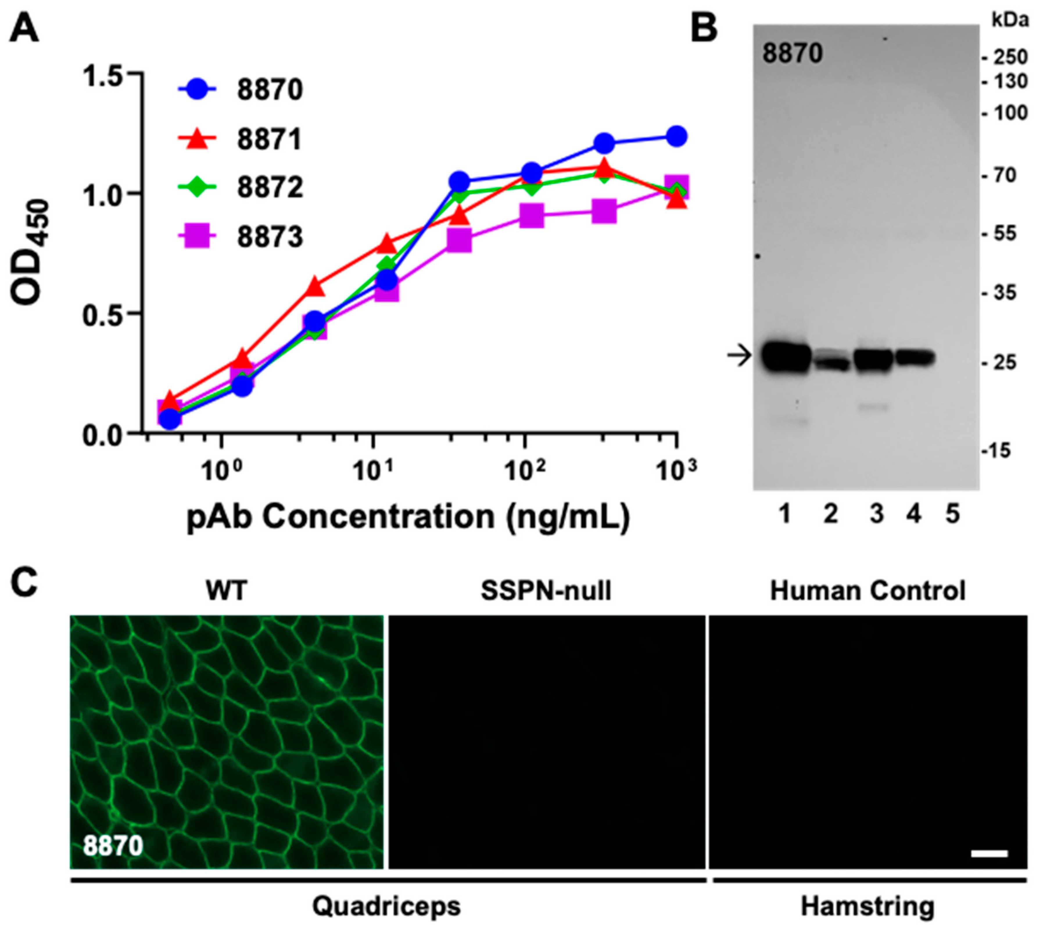 Ijms 25 06121 g003 Ijms 25 06121 g003