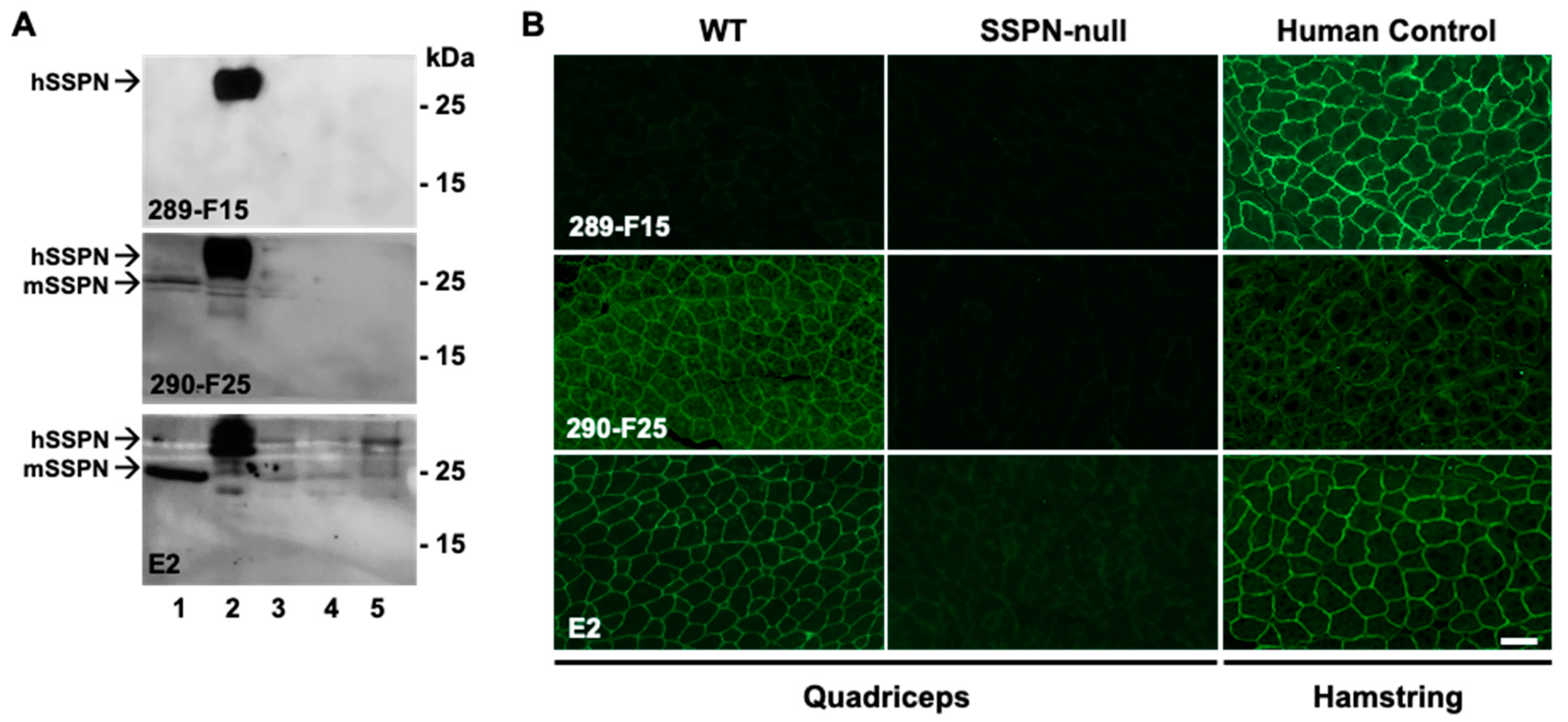 Ijms 25 06121 g006 Ijms 25 06121 g006