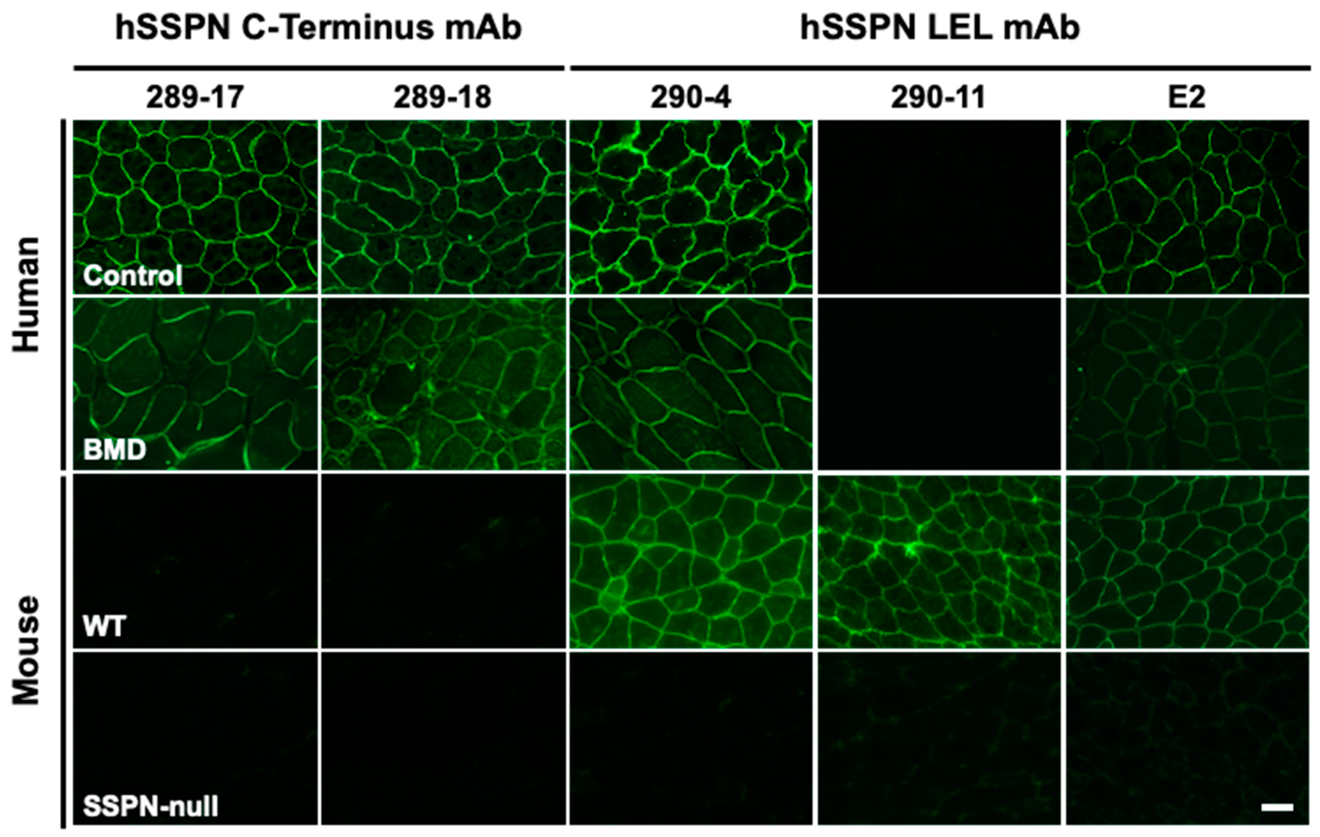 Ijms 25 06121 g007 Ijms 25 06121 g007