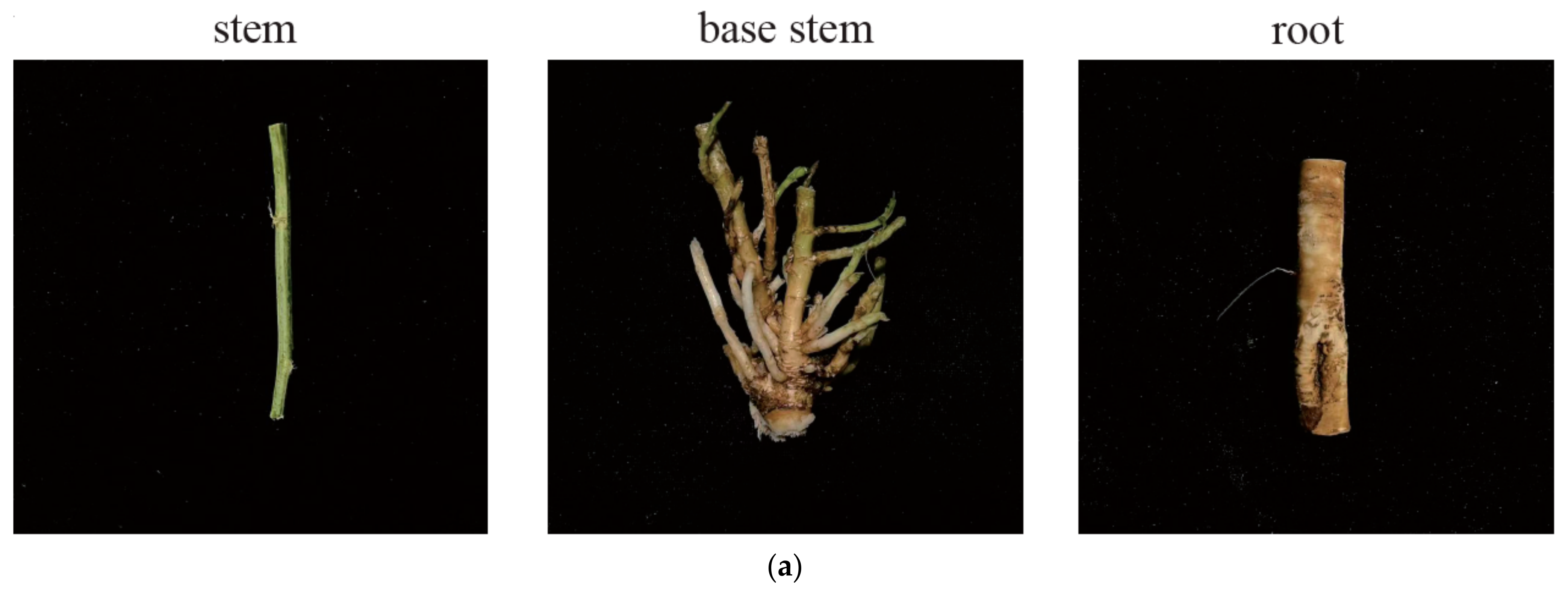 Ijms 25 06225 g001a