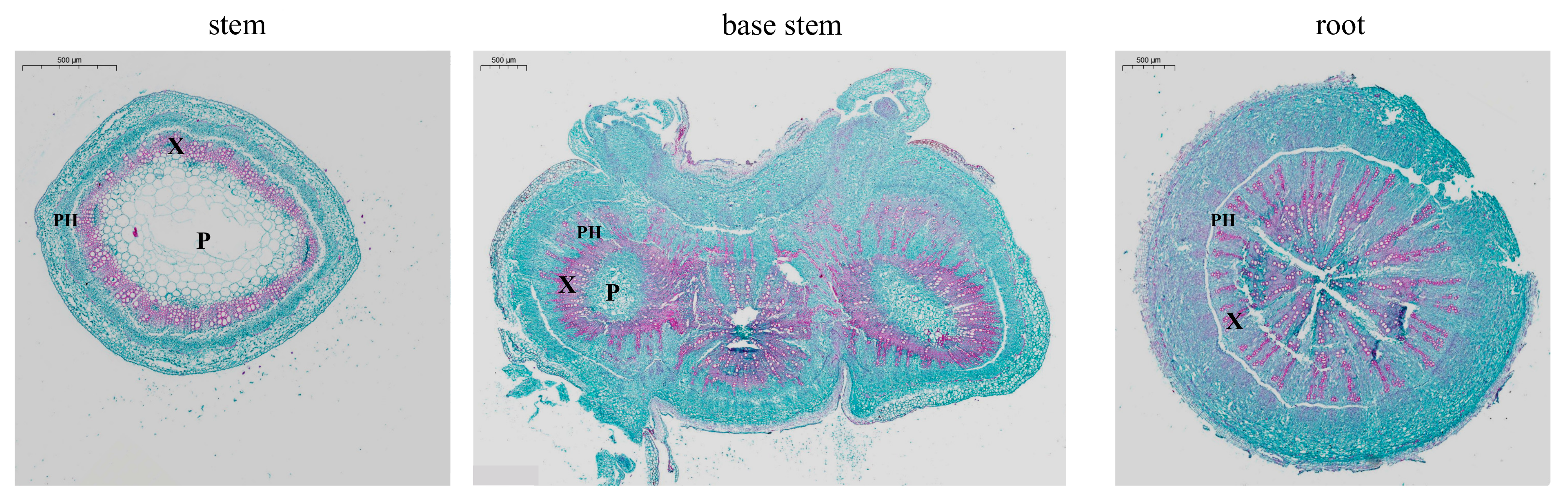Ijms 25 06225 g002