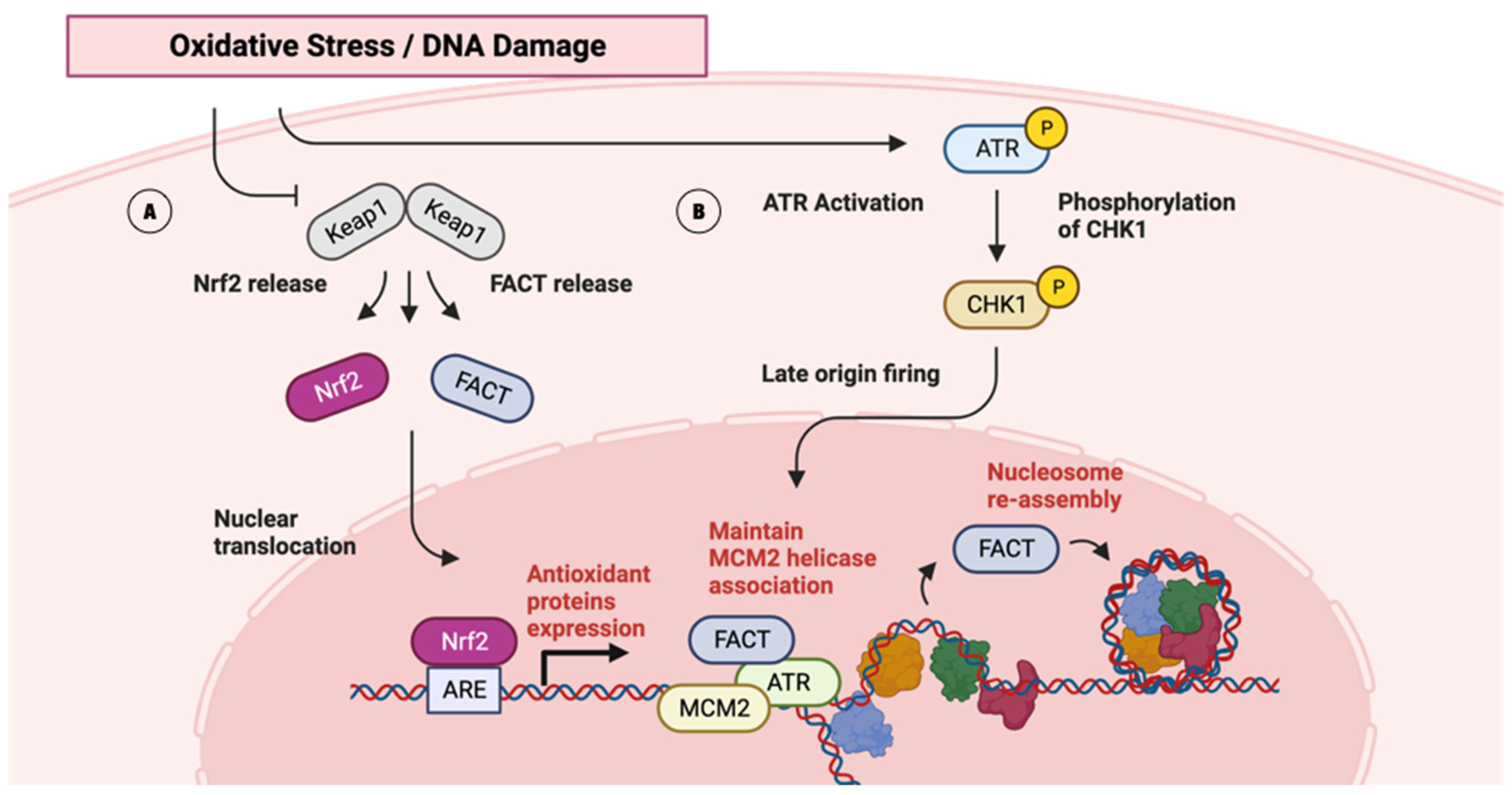 Ijms 25 06403 g002 Ijms 25 06403 g002