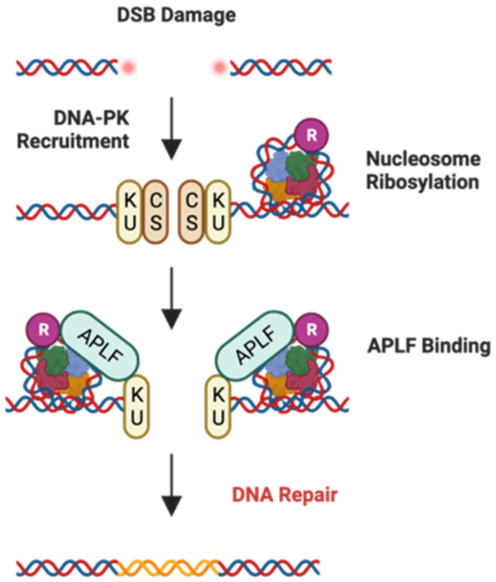 Ijms 25 06403 g004 Ijms 25 06403 g004