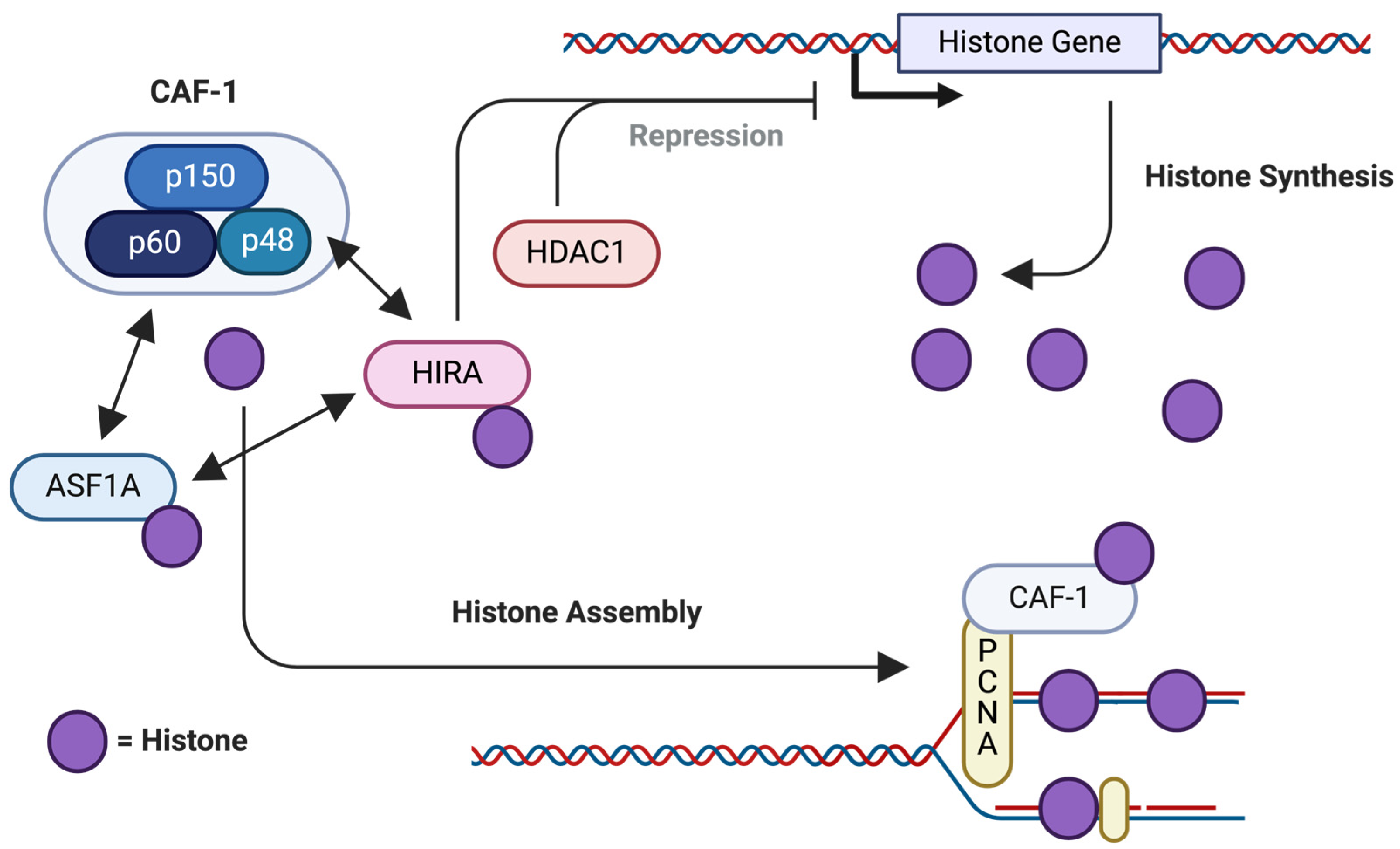 Ijms 25 06403 g006 Ijms 25 06403 g006