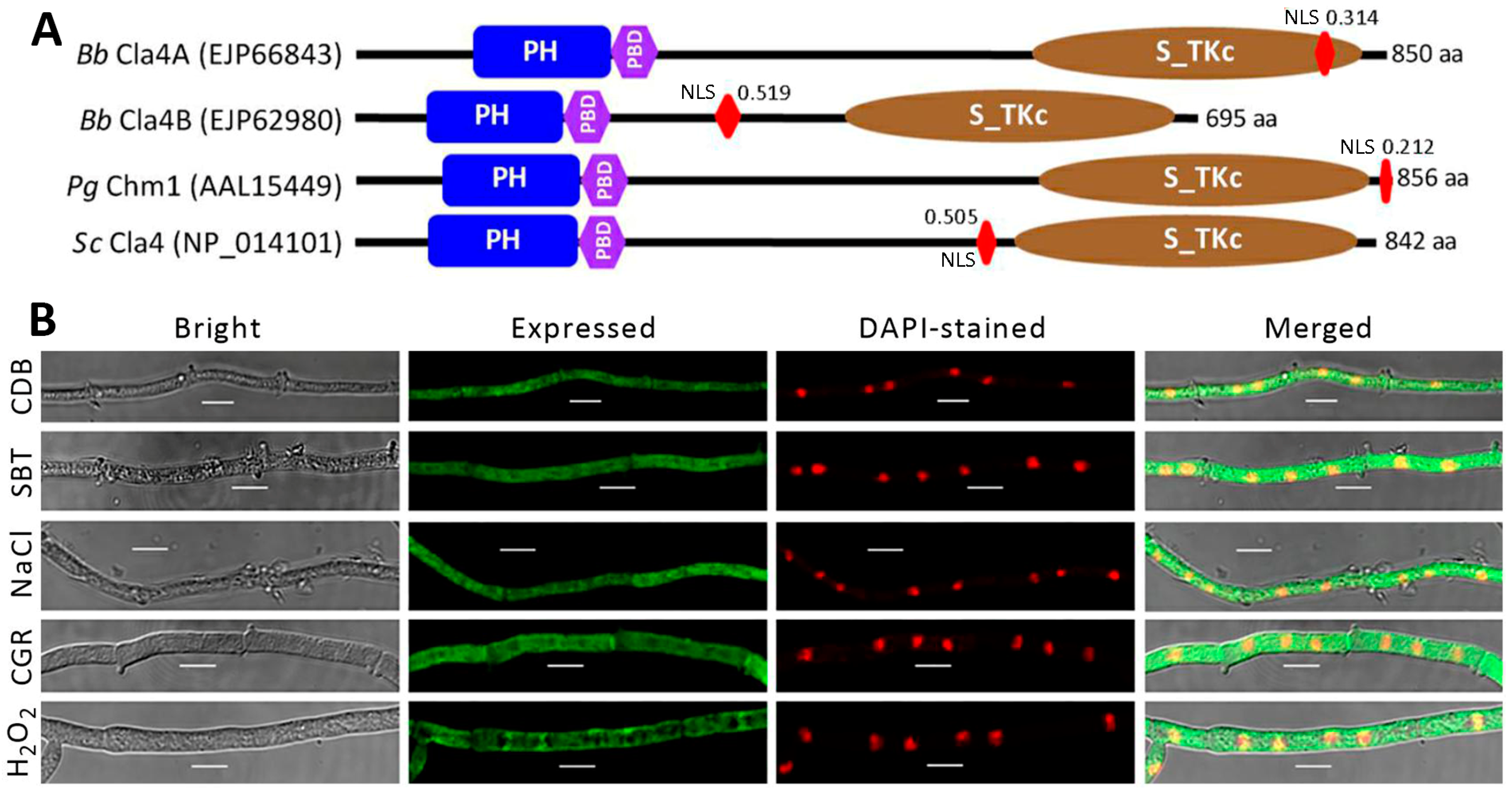 Ijms 25 06410 g001 Ijms 25 06410 g001