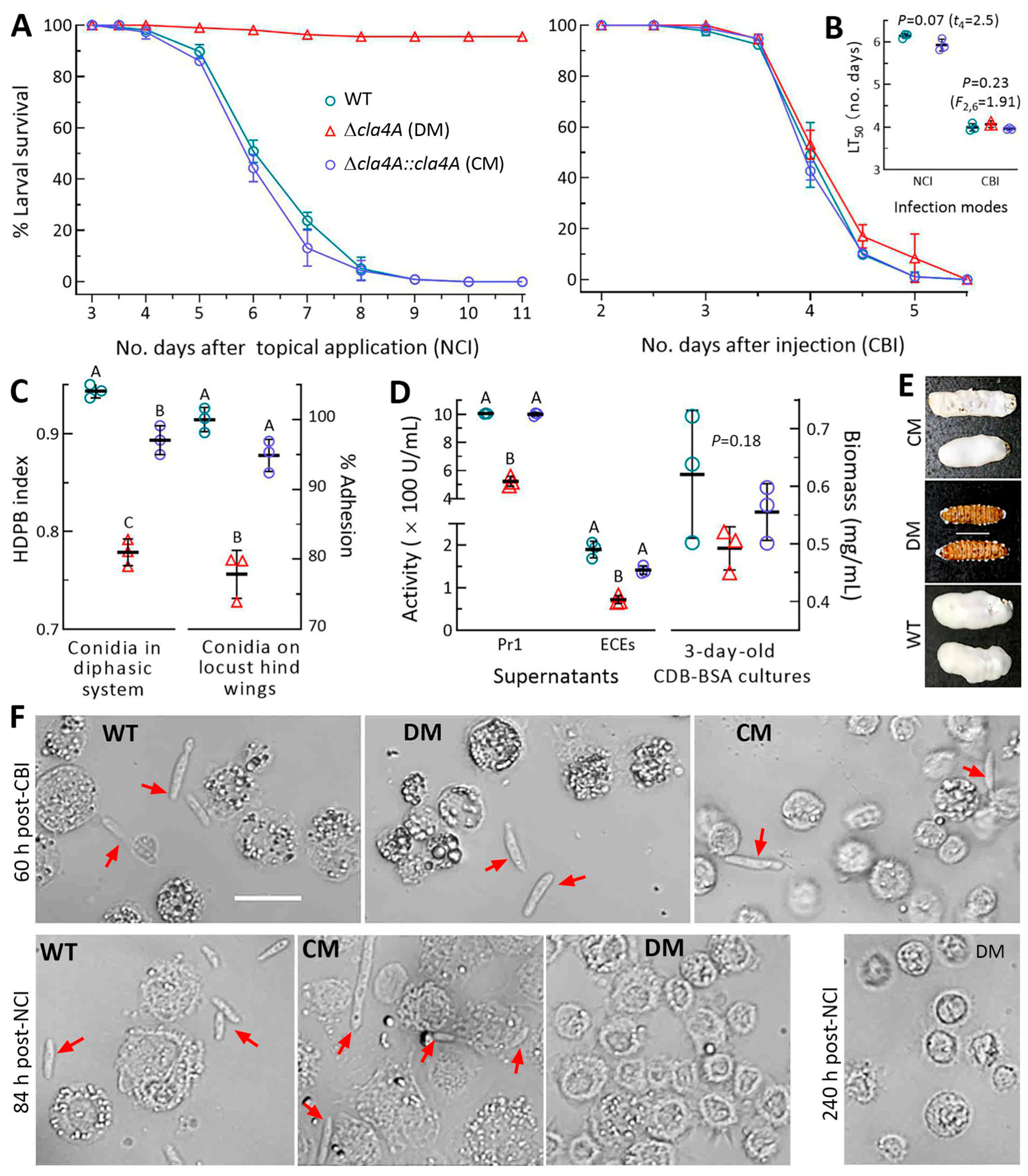 Ijms 25 06410 g004 Ijms 25 06410 g004