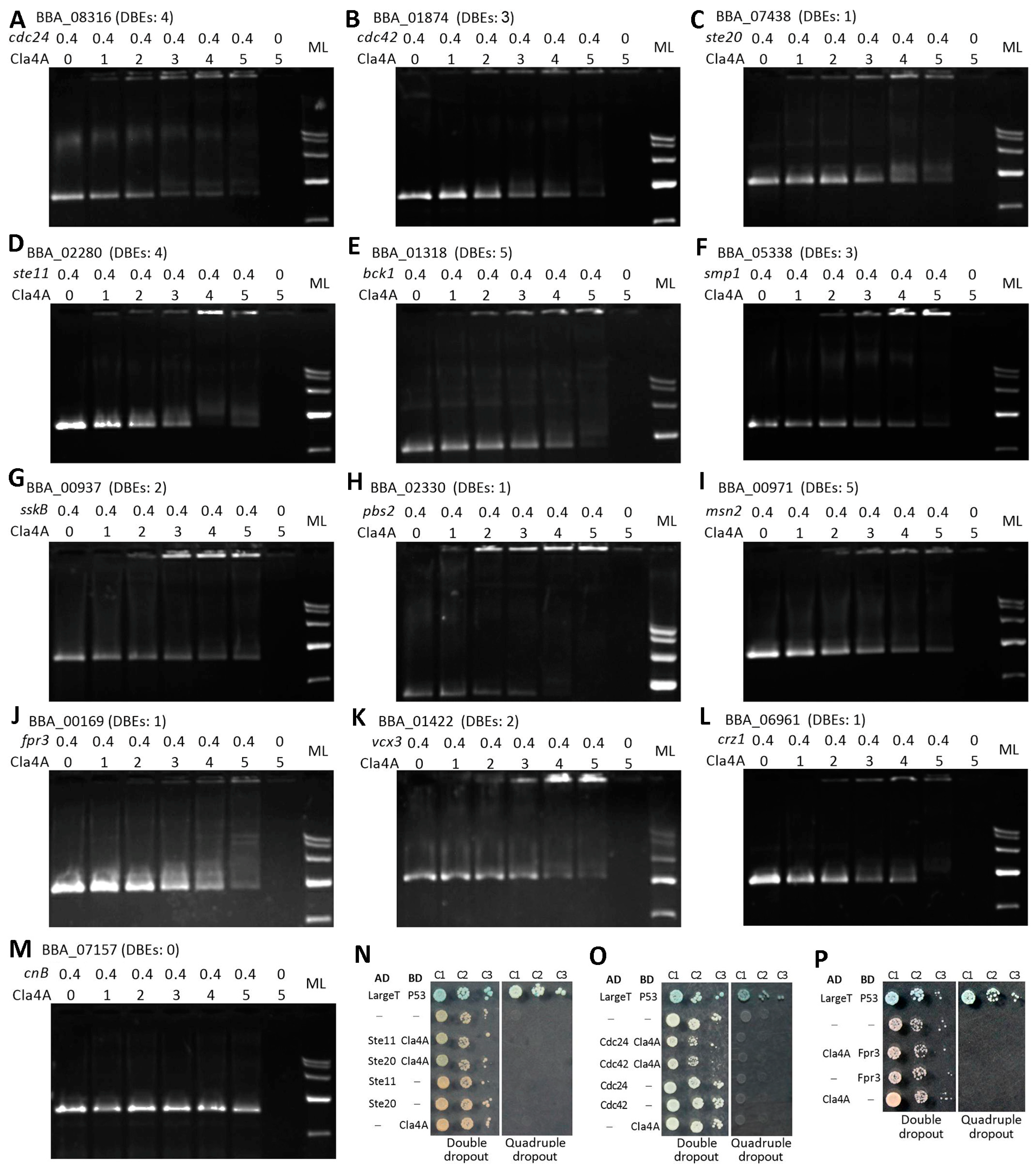 Ijms 25 06410 g006 Ijms 25 06410 g006