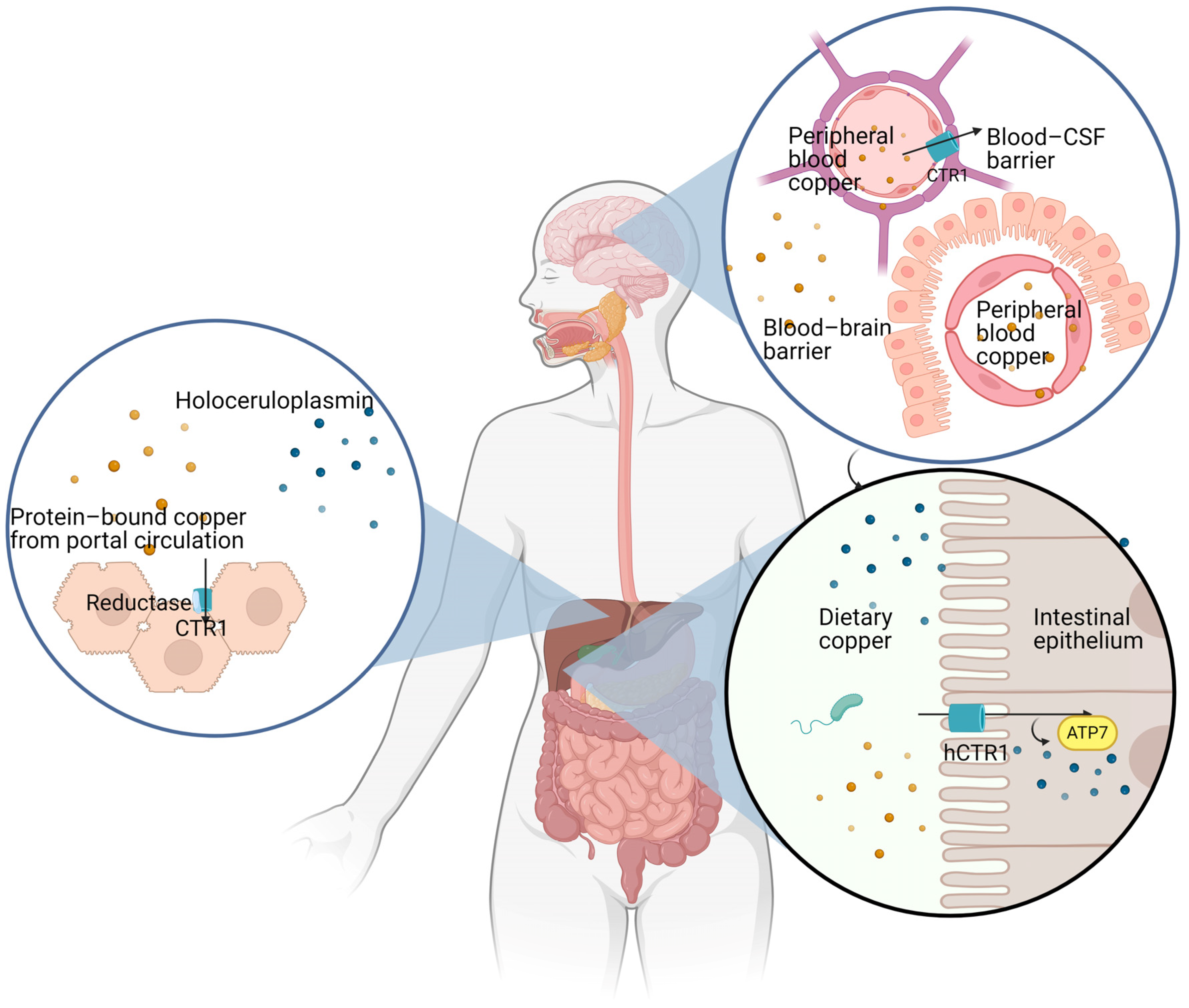 Ijms 25 06487 g001 Ijms 25 06487 g001