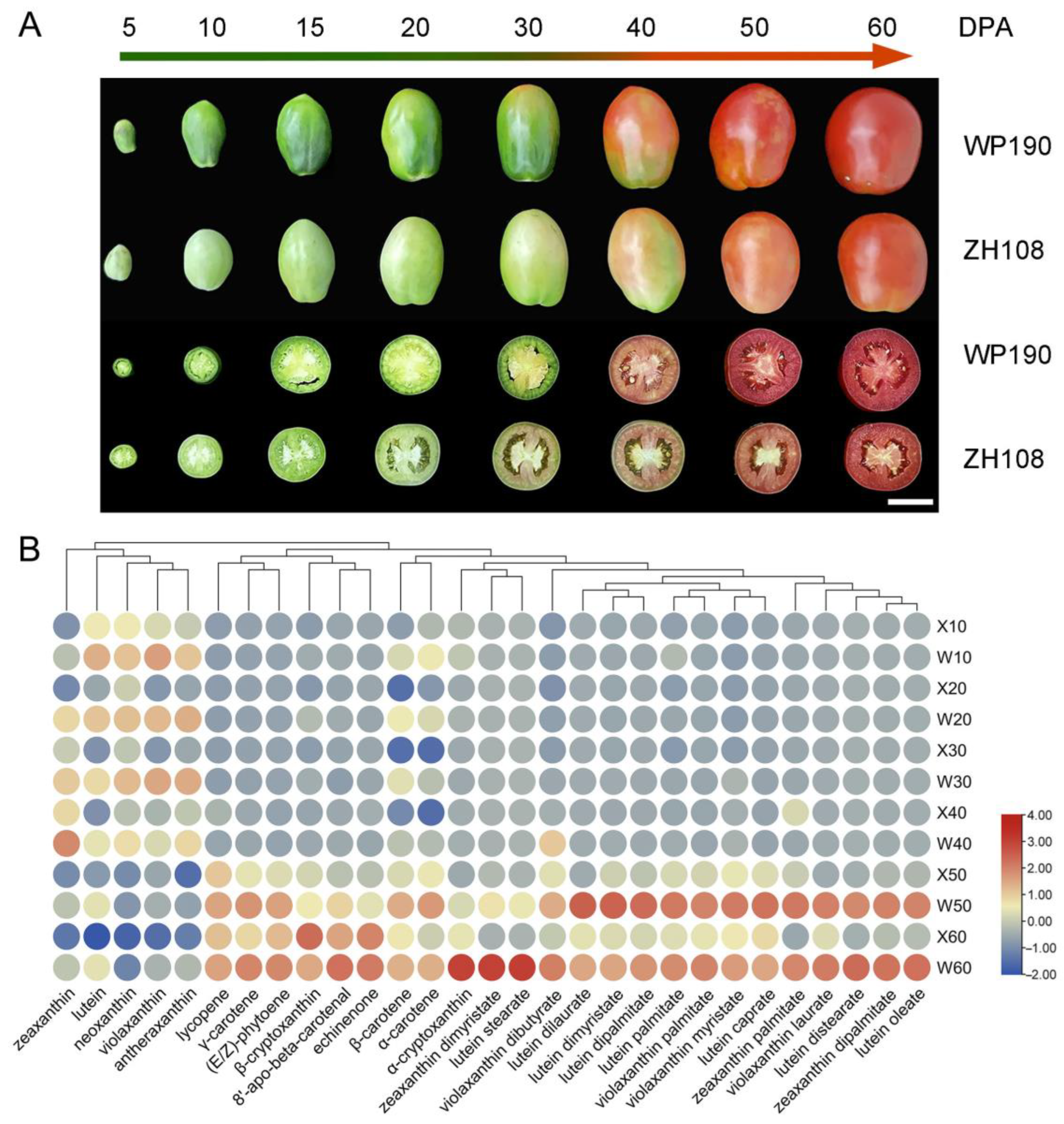 Integrative Analysis of Metabolome and Transcriptome of Carotenoid ...