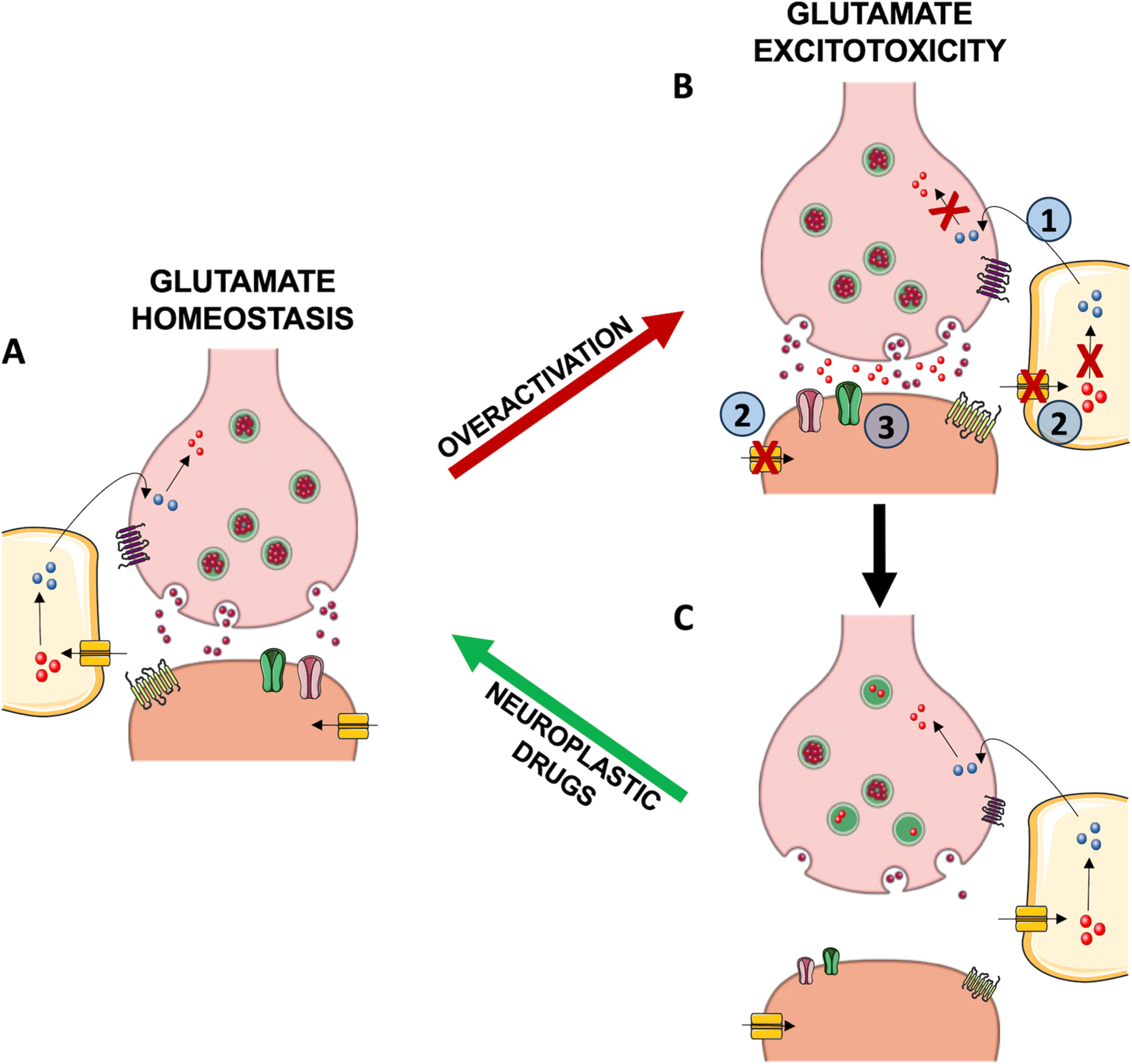 Glutamate-Mediated Excitotoxicity in the Pathogenesis and Treatment of ...