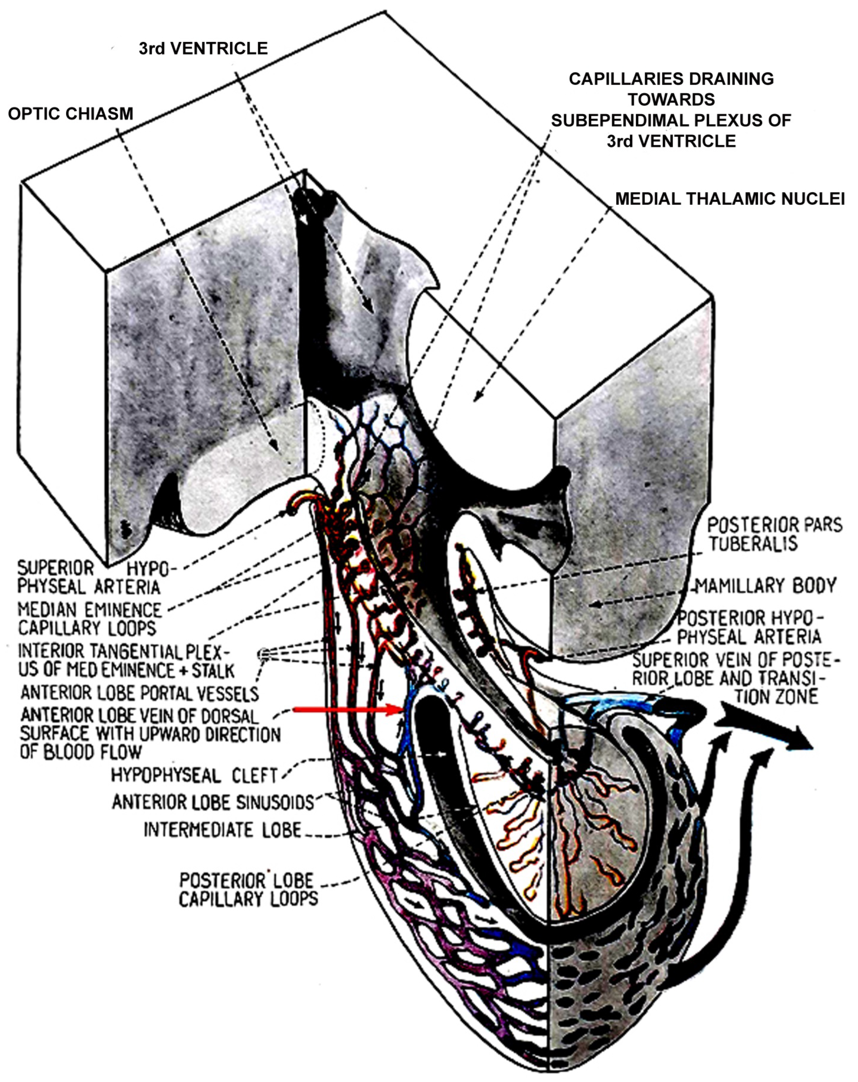 Ijms 25 06531 g002 Ijms 25 06531 g002