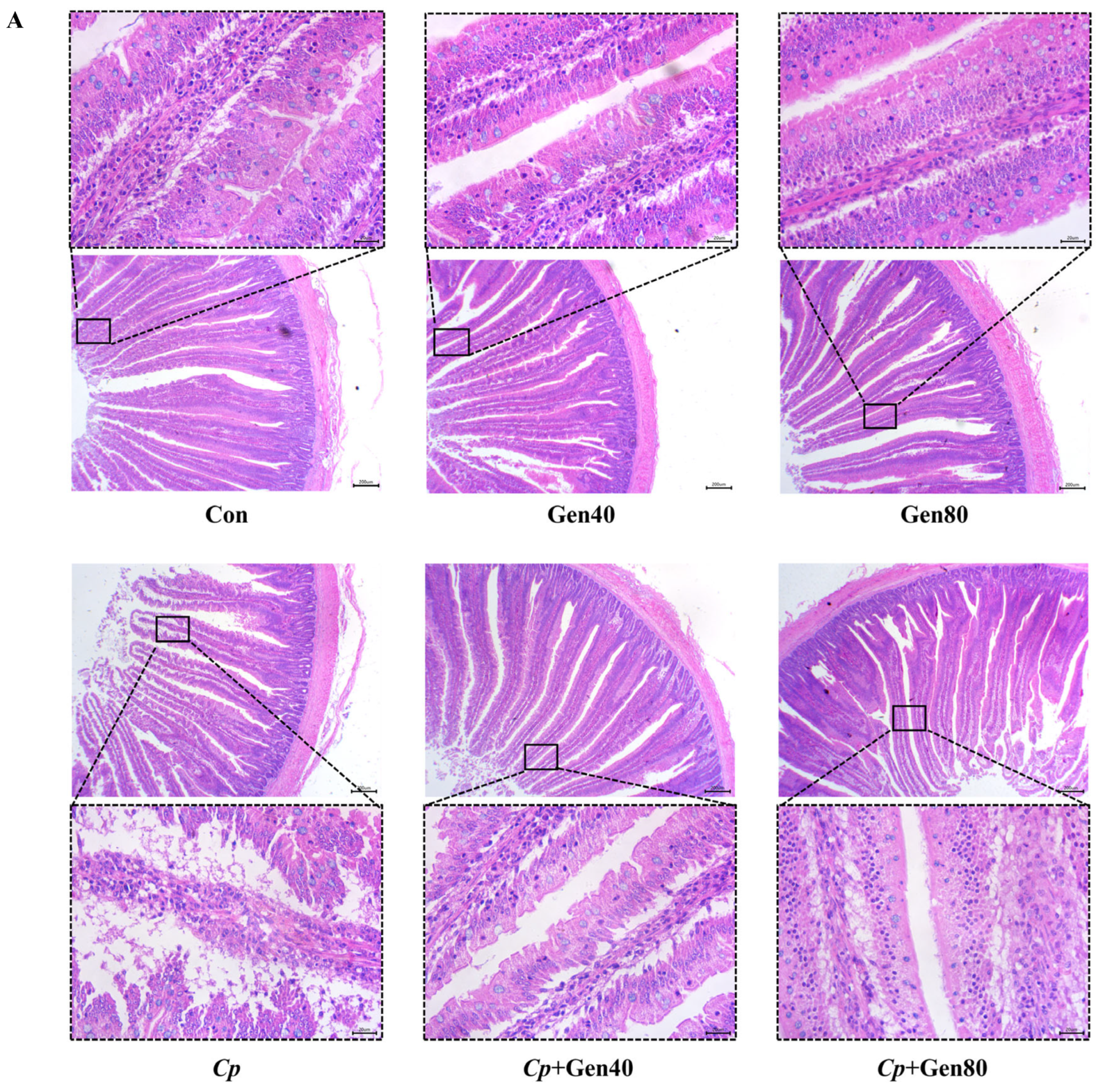Ijms 25 06656 g001a Ijms 25 06656 g001a