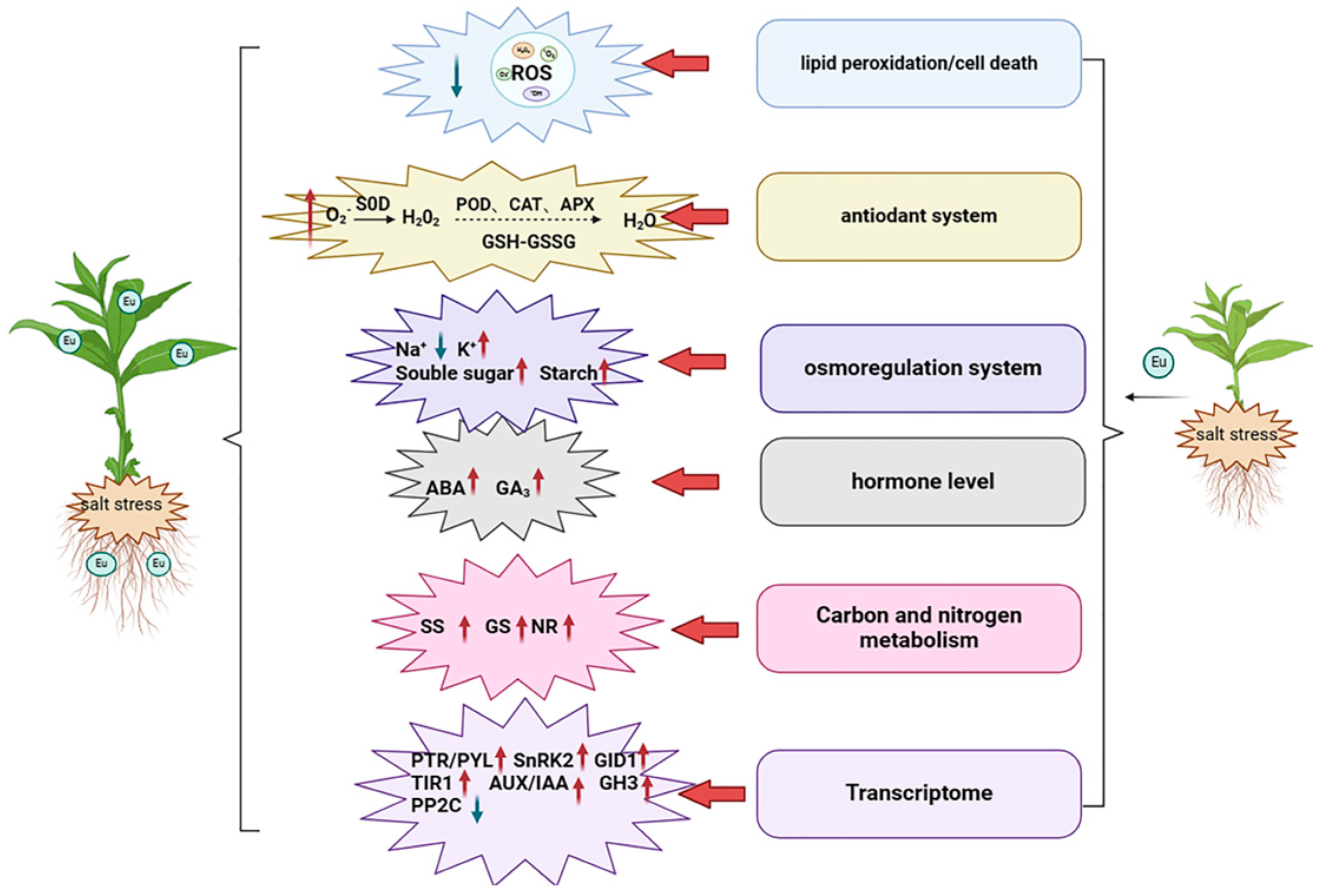 Ijms 25 06771 g010 Ijms 25 06771 g010