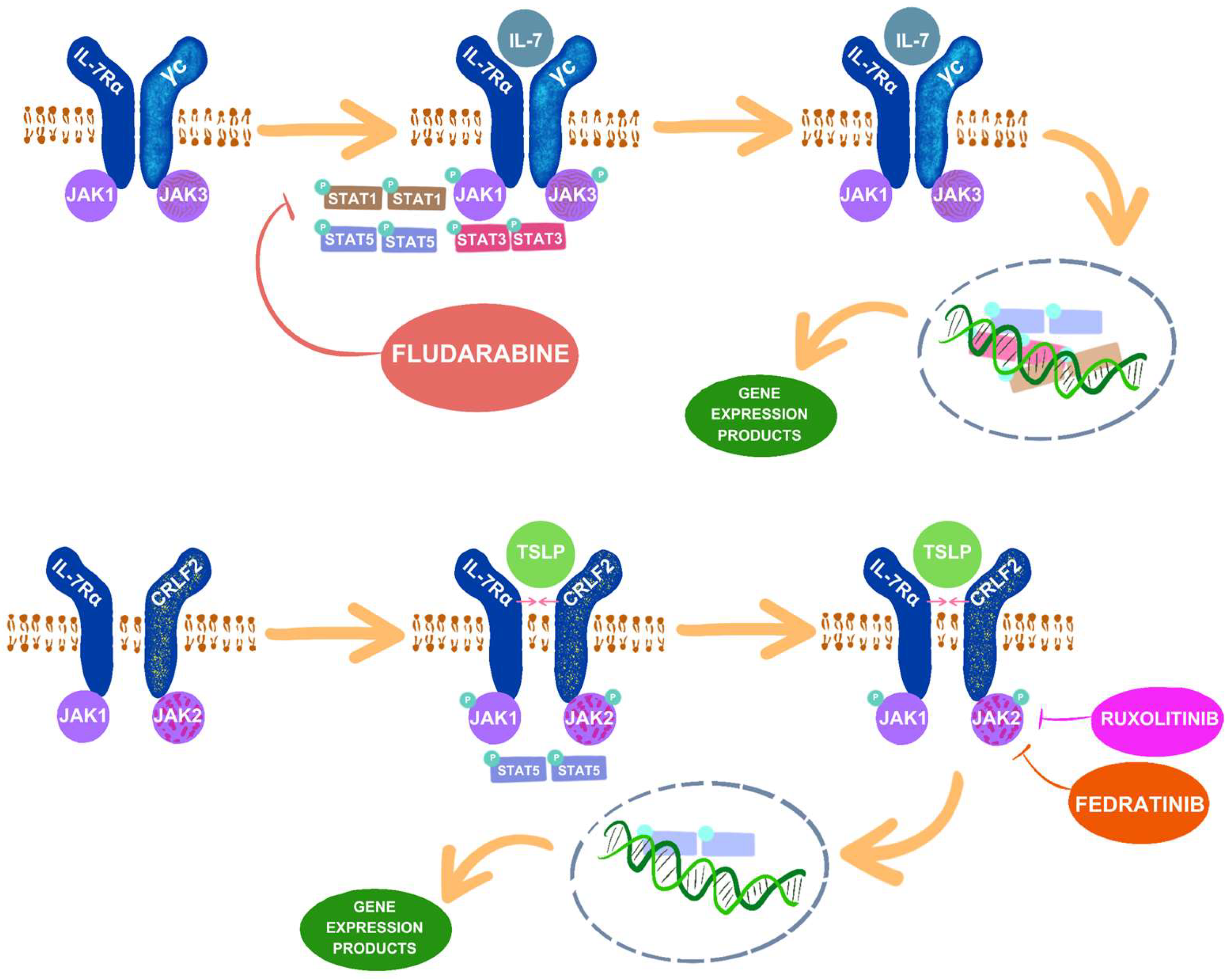 Ijms 25 06844 g002 Ijms 25 06844 g002