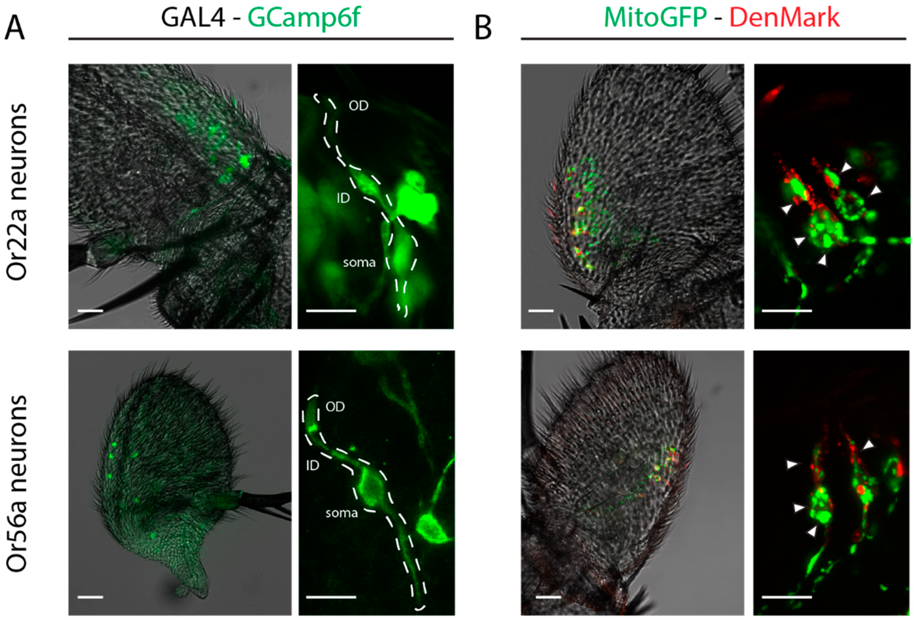 Ijms 25 07125 g003 Ijms 25 07125 g003