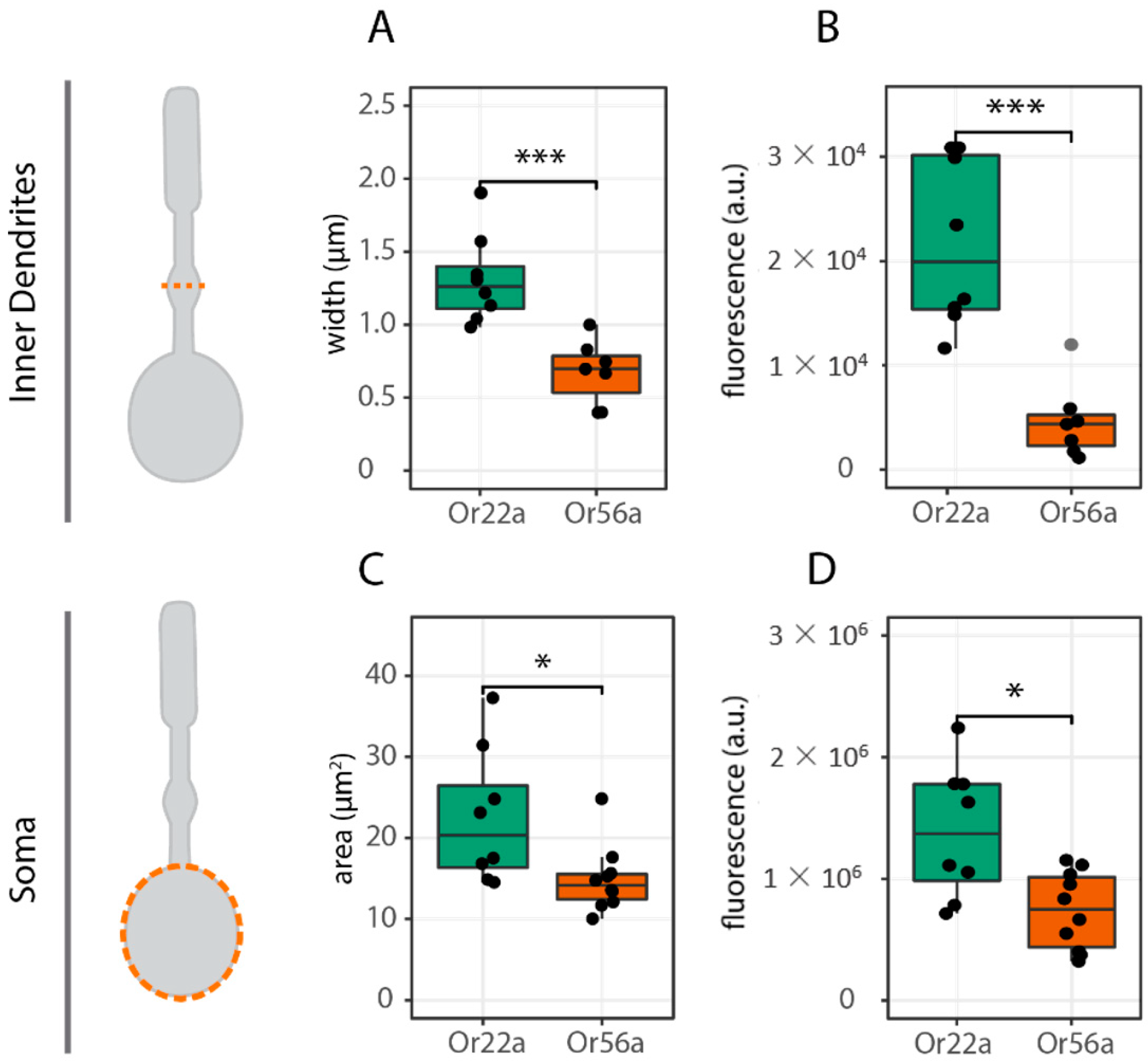 Ijms 25 07125 g004 Ijms 25 07125 g004