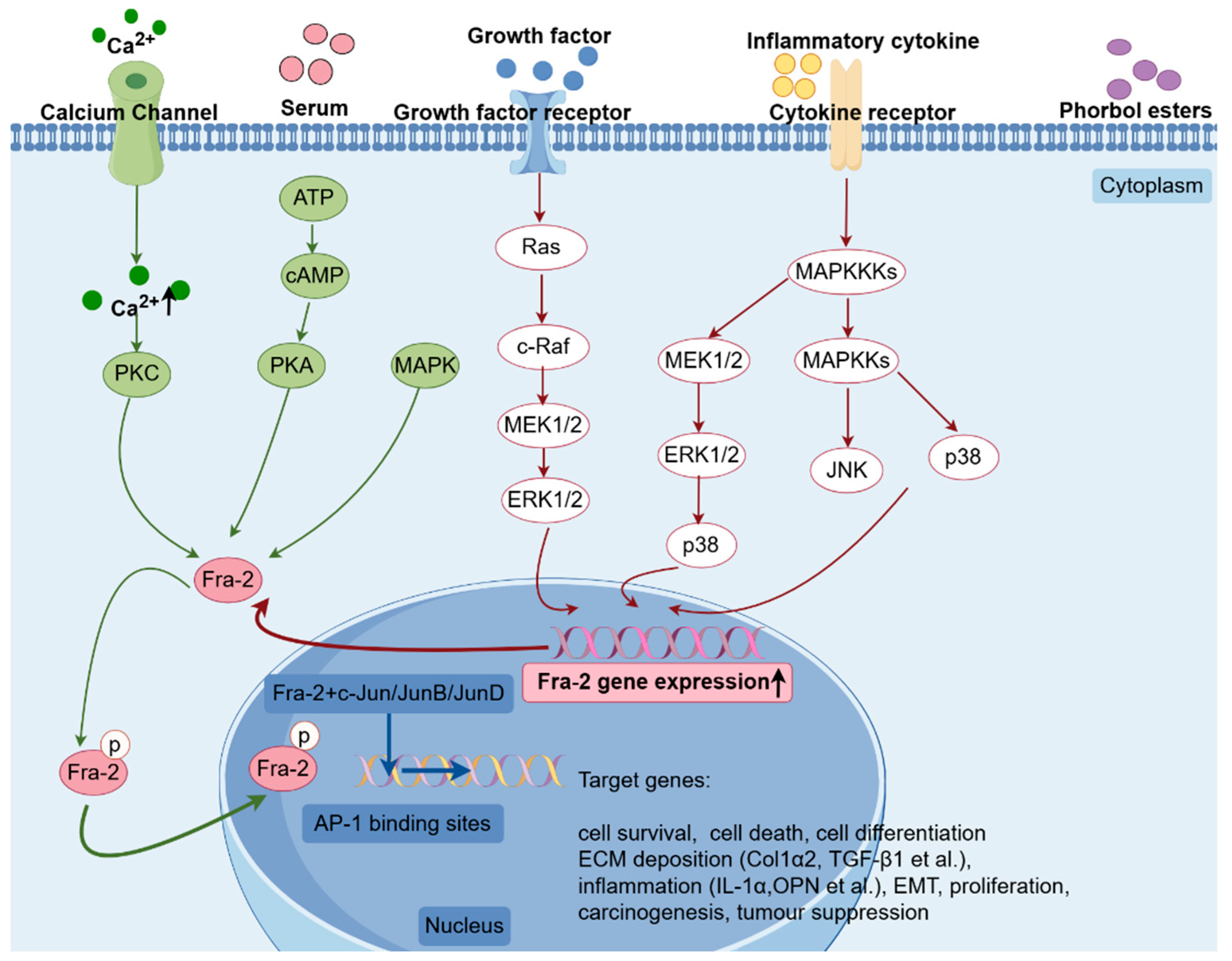 Ijms 25 07143 g002 Ijms 25 07143 g002