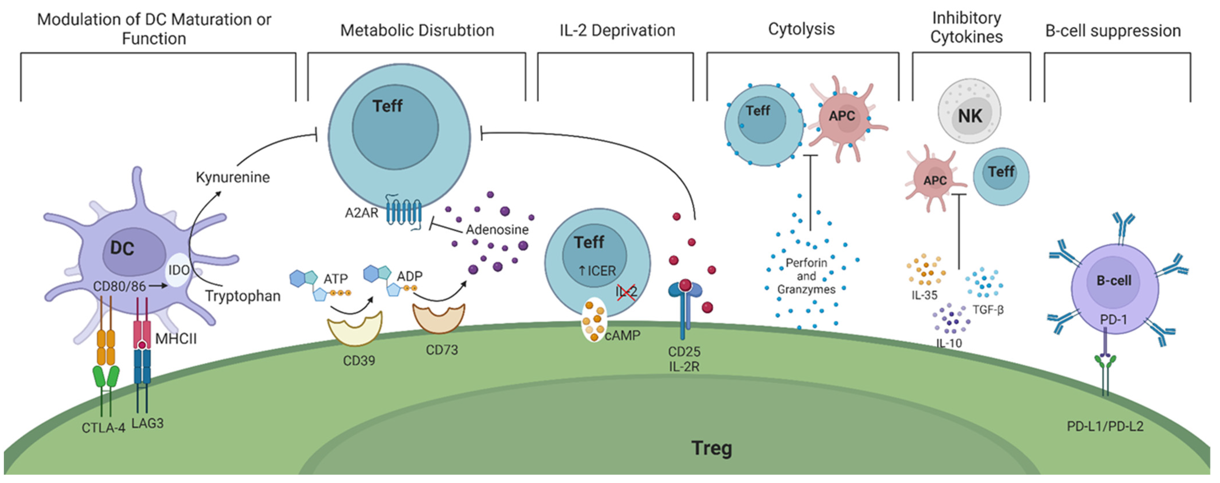 Ijms 25 07171 g001 Ijms 25 07171 g001