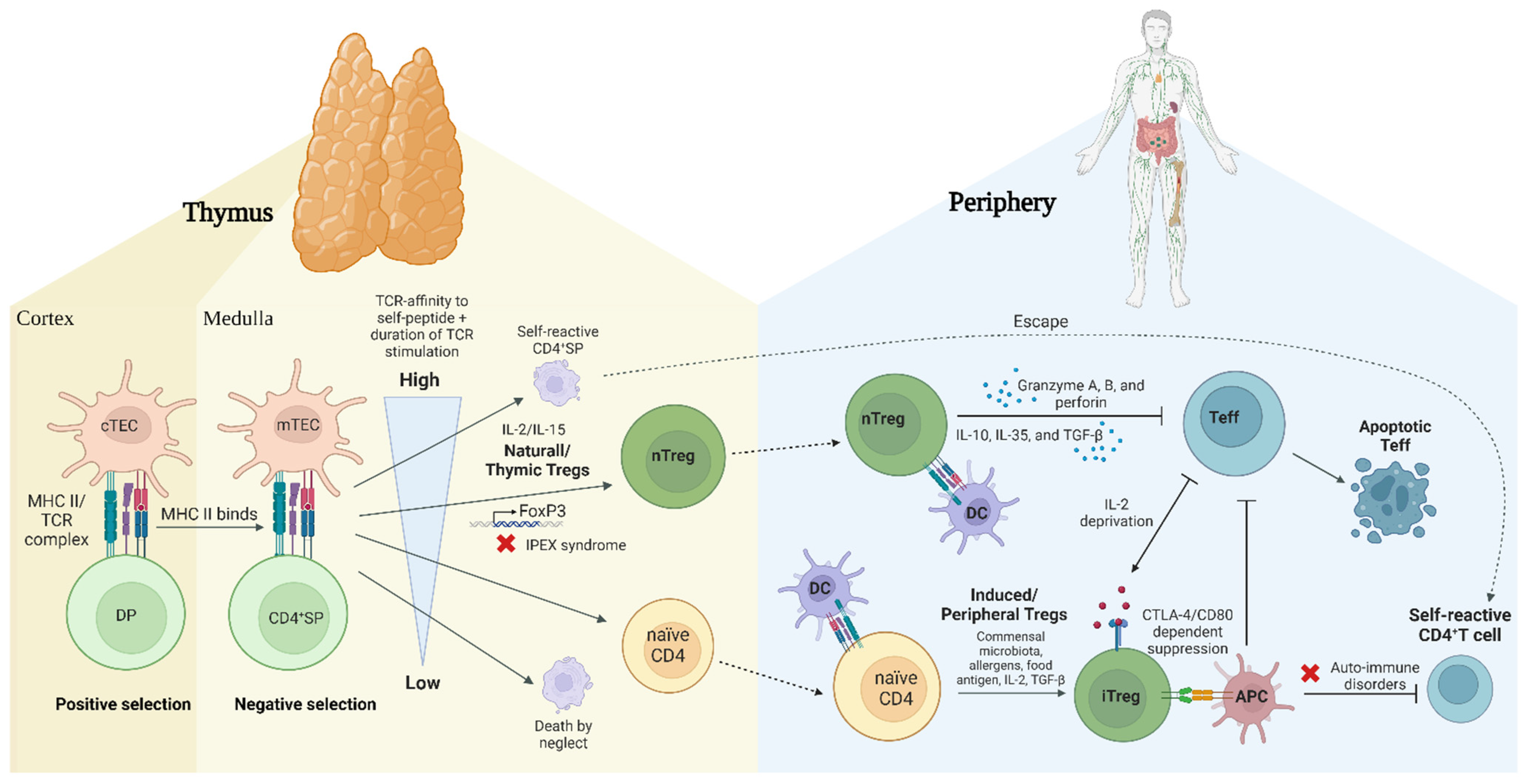 Ijms 25 07171 g002 Ijms 25 07171 g002