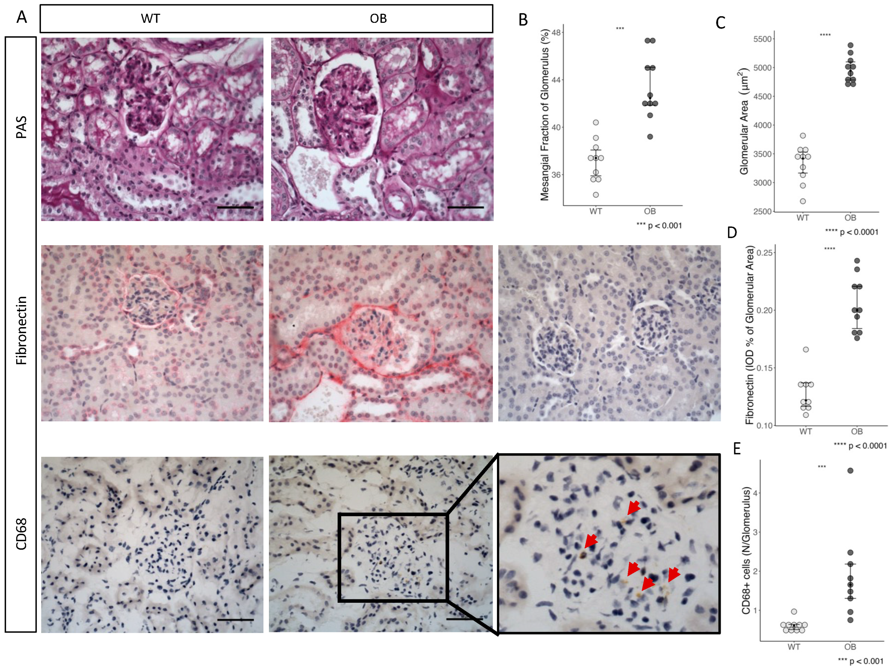 Ijms 25 07204 g003 Ijms 25 07204 g003