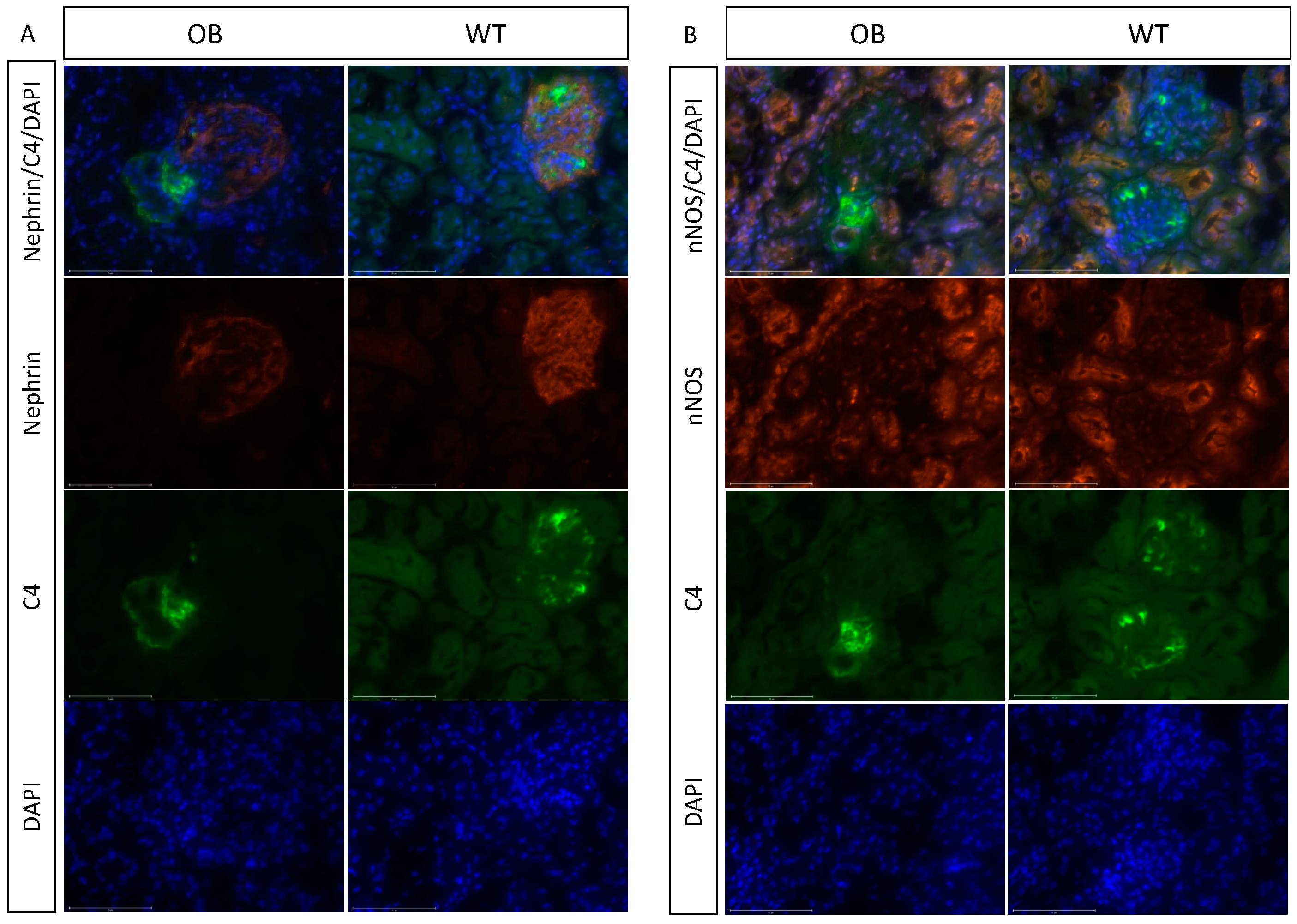 Ijms 25 07204 g008 Ijms 25 07204 g008
