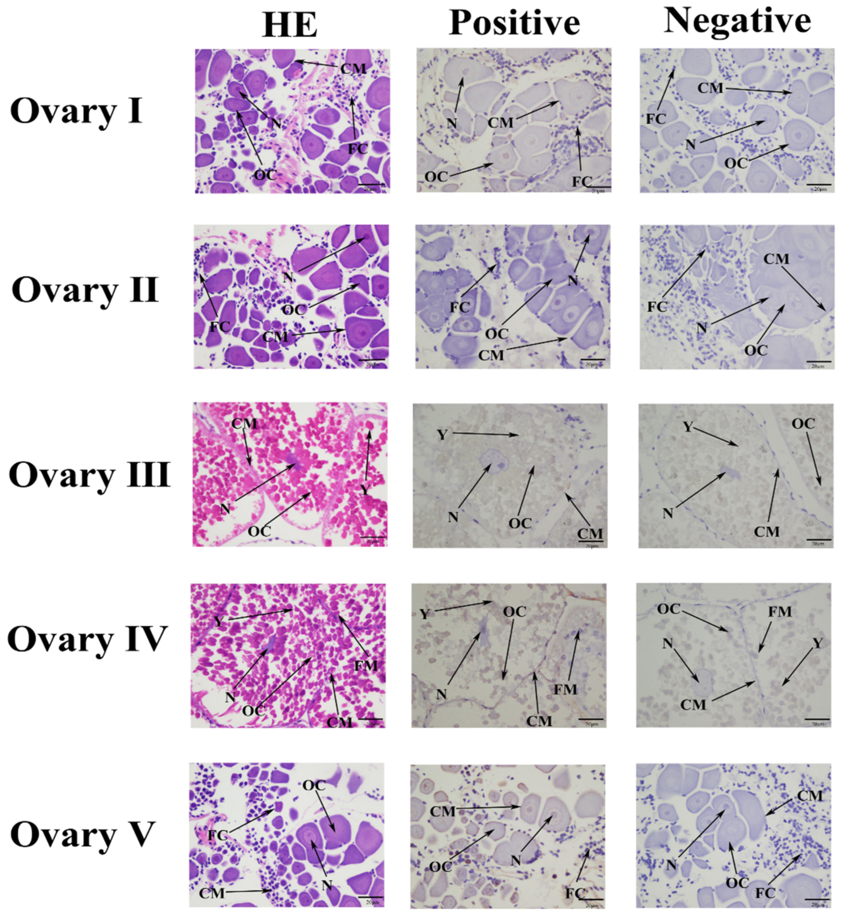 Ijms 25 07318 g005 Ijms 25 07318 g005