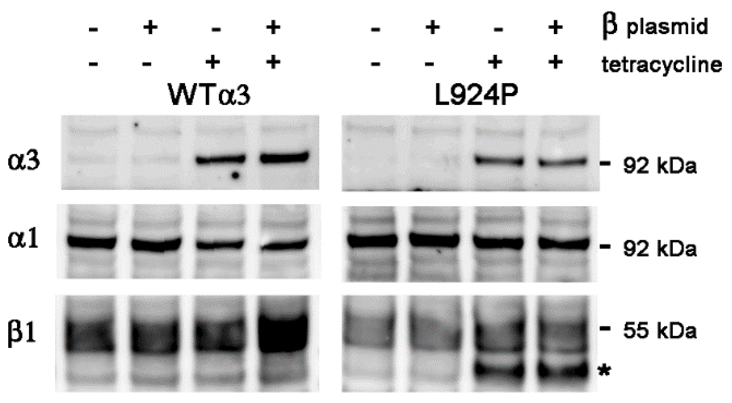 Ijms 25 07414 g001 Ijms 25 07414 g001