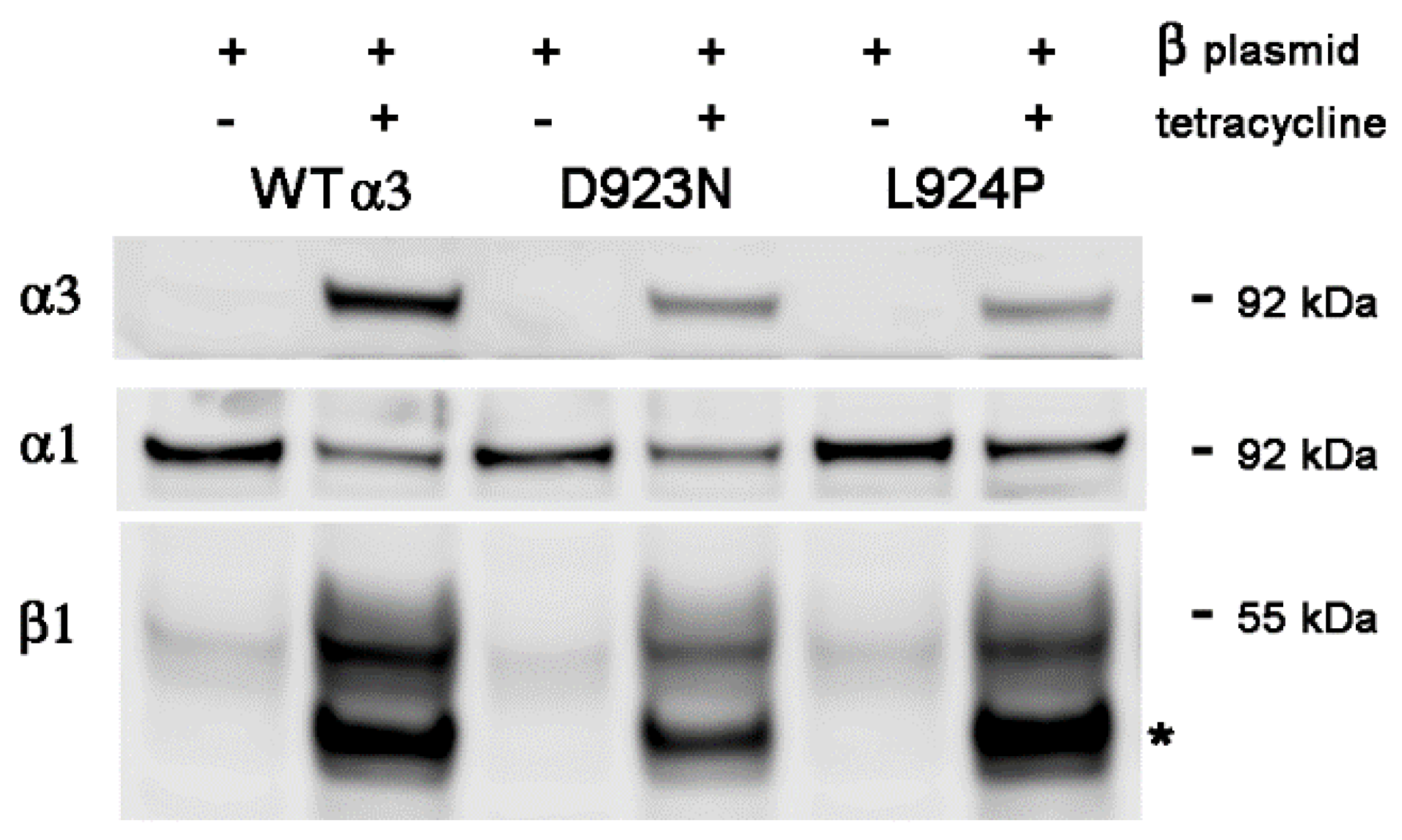 Ijms 25 07414 g002 Ijms 25 07414 g002