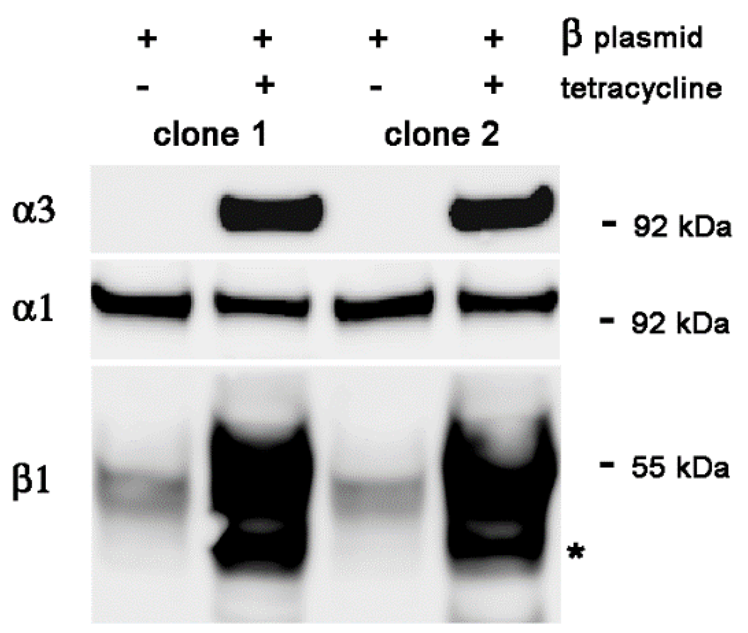 Ijms 25 07414 g003 Ijms 25 07414 g003
