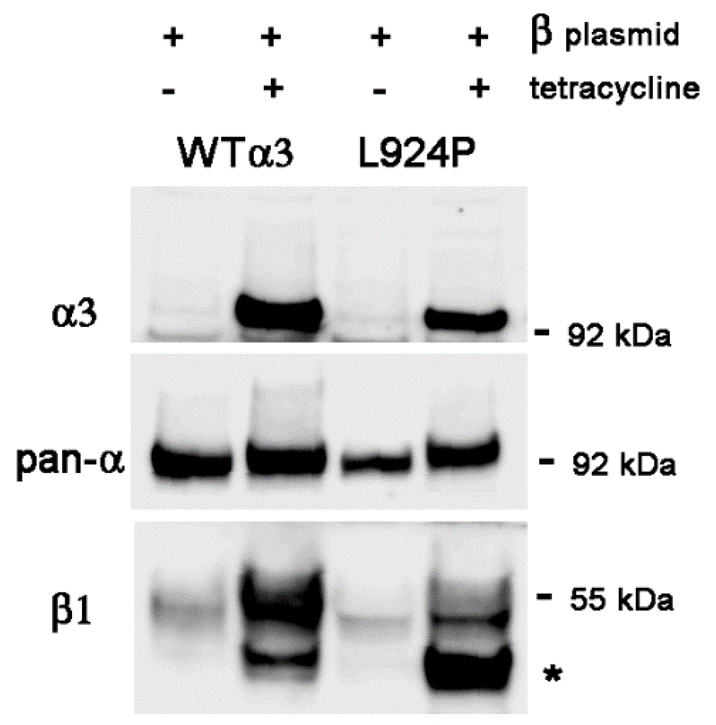 Ijms 25 07414 g006 Ijms 25 07414 g006