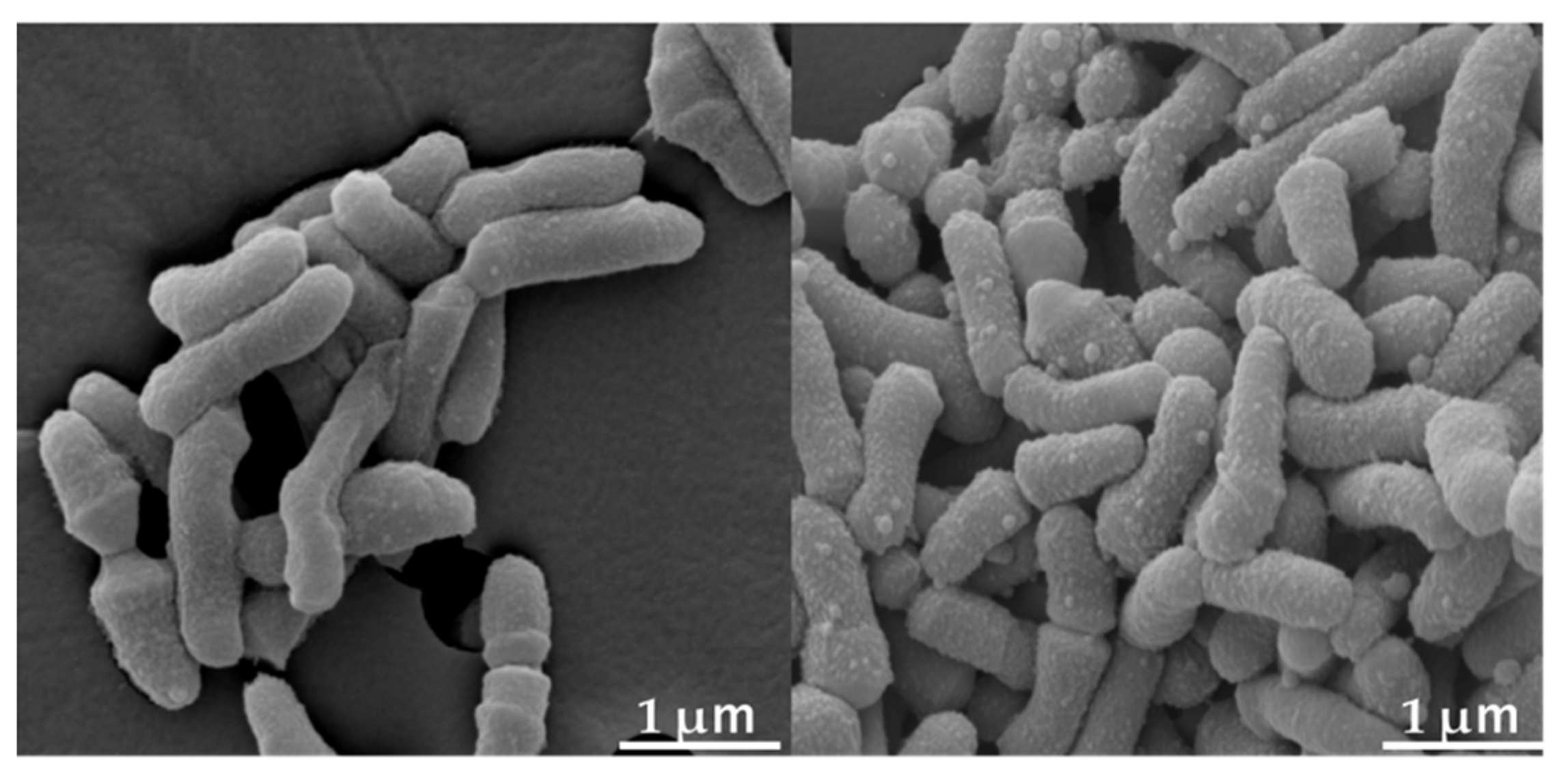 Ijms 25 07445 g001 Ijms 25 07445 g001