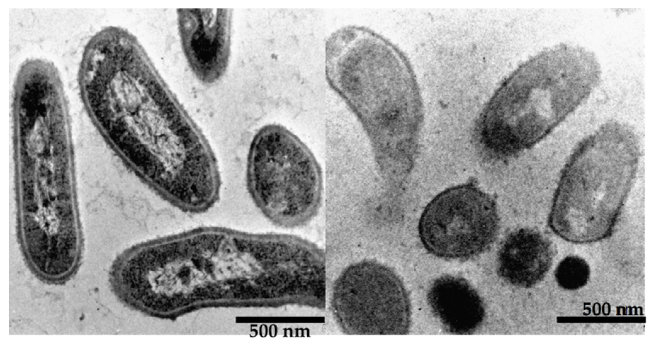 Ijms 25 07445 g002 Ijms 25 07445 g002