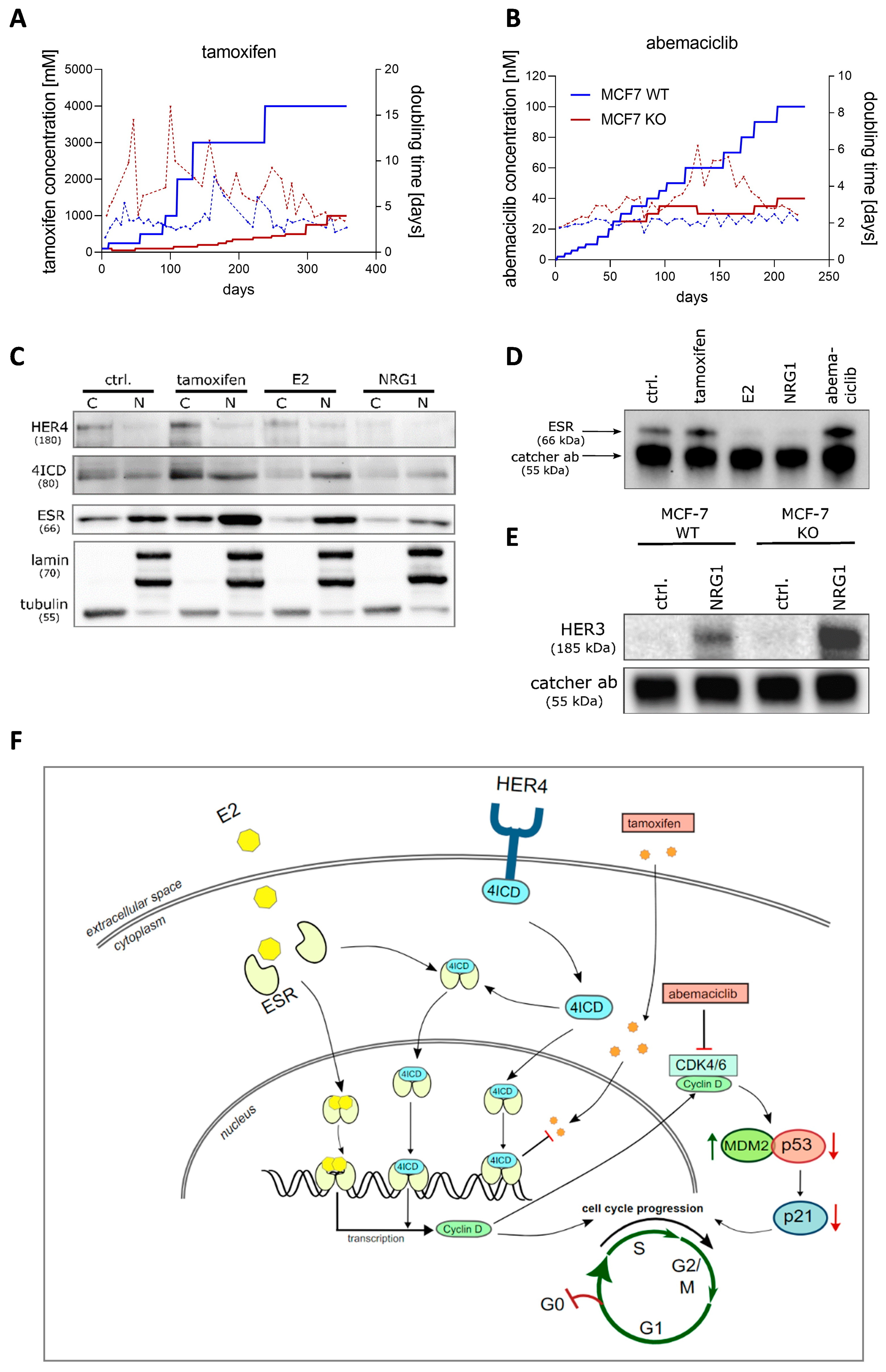 Ijms 25 07475 g002 Ijms 25 07475 g002