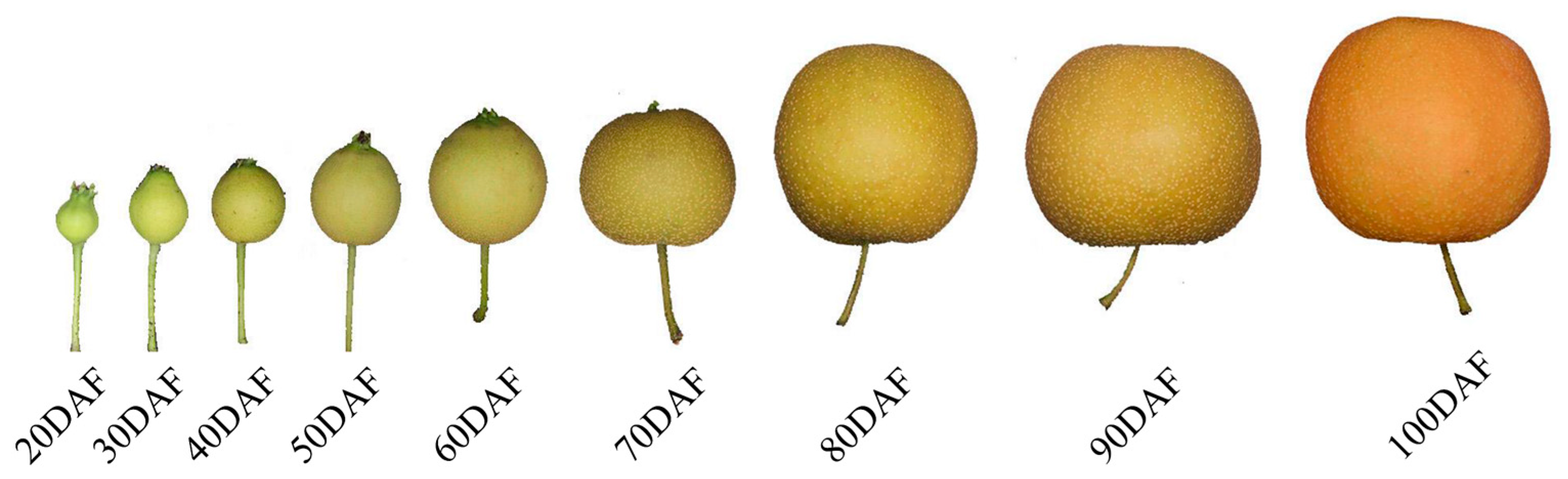 Ijms 25 07481 g001