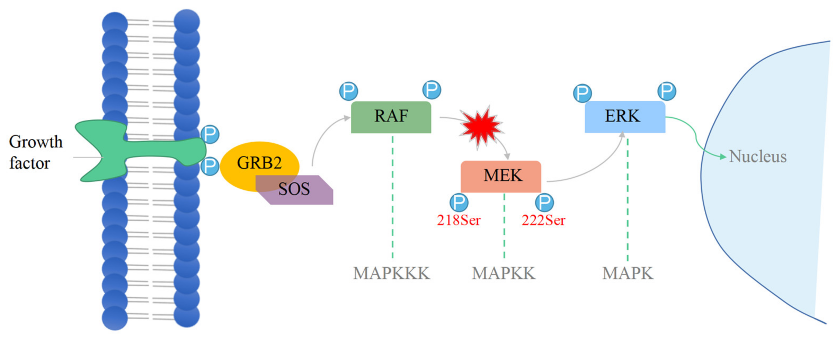 Ijms 25 07482 g001 Ijms 25 07482 g001