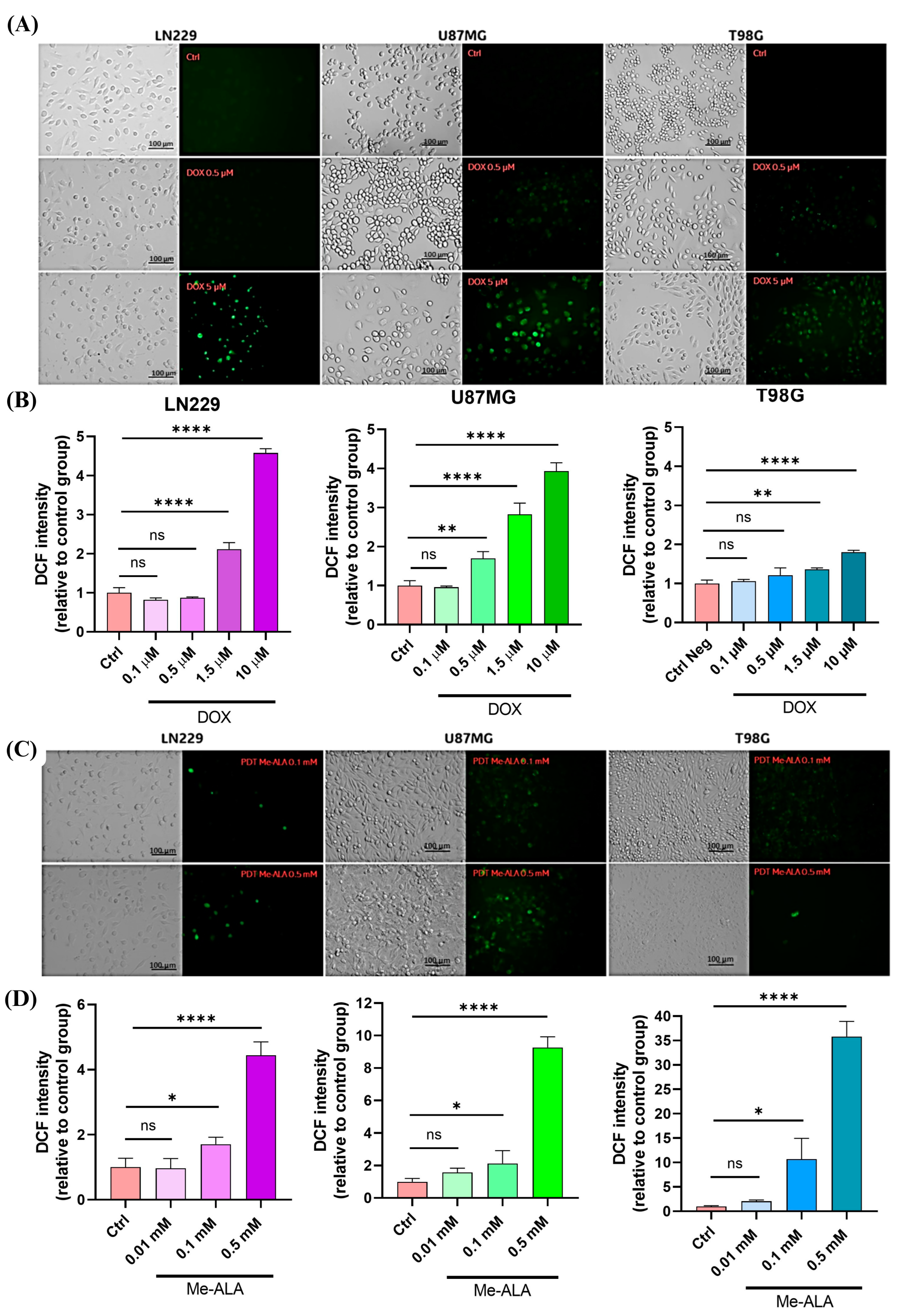Ijms 25 07525 g003 Ijms 25 07525 g003
