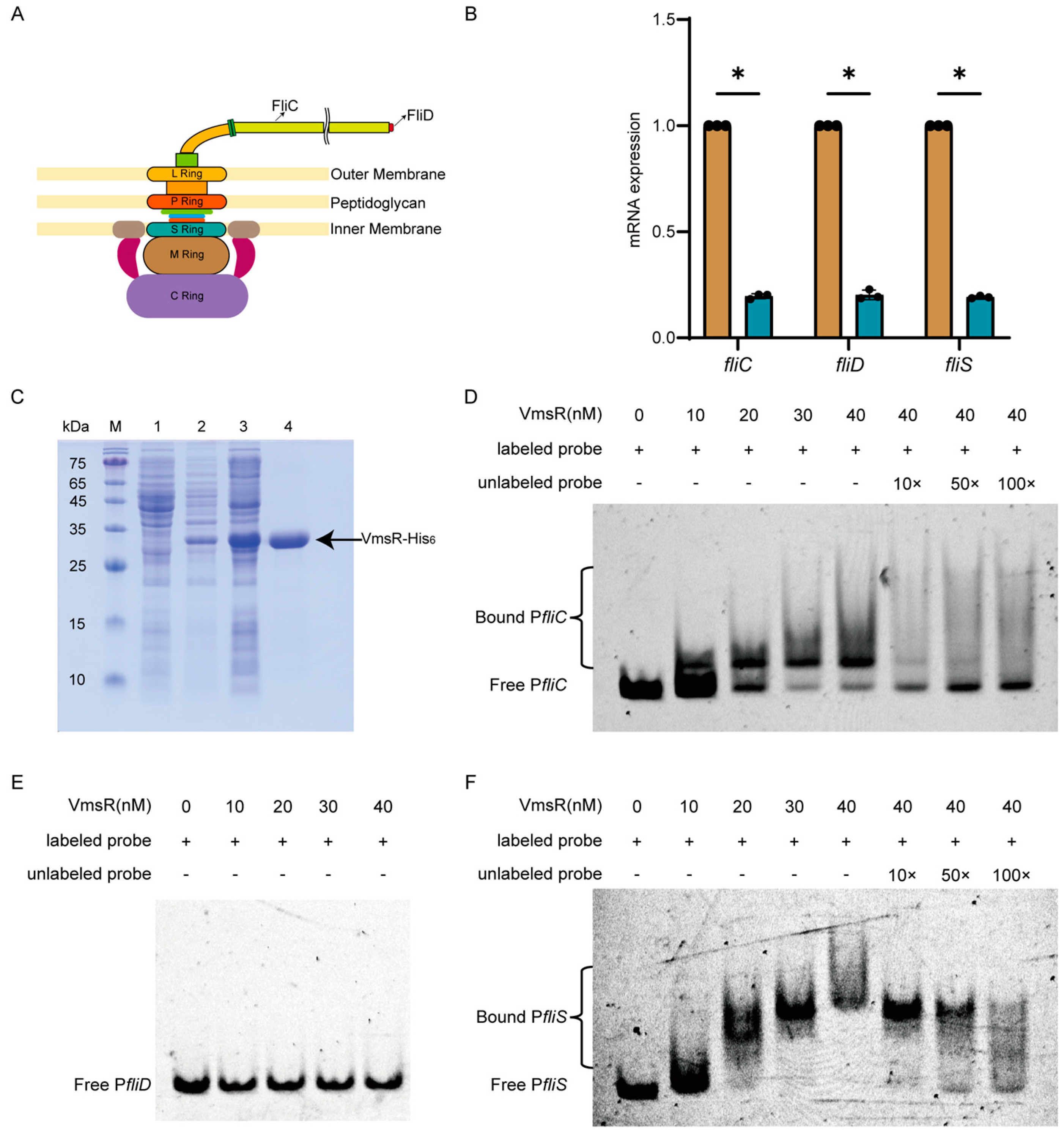 Ijms 25 07595 g005 Ijms 25 07595 g005