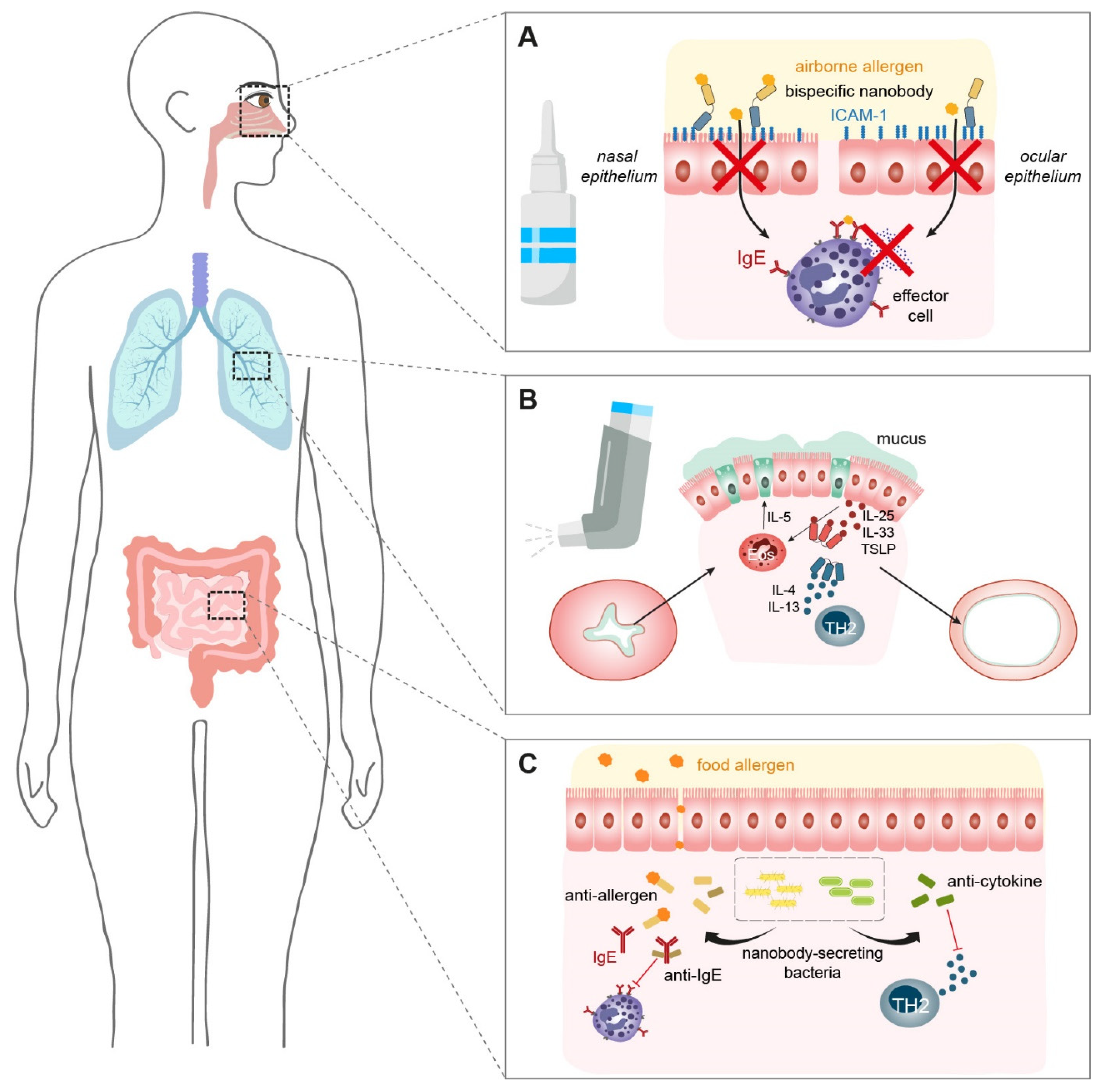 Ijms 25 07602 g003 Ijms 25 07602 g003
