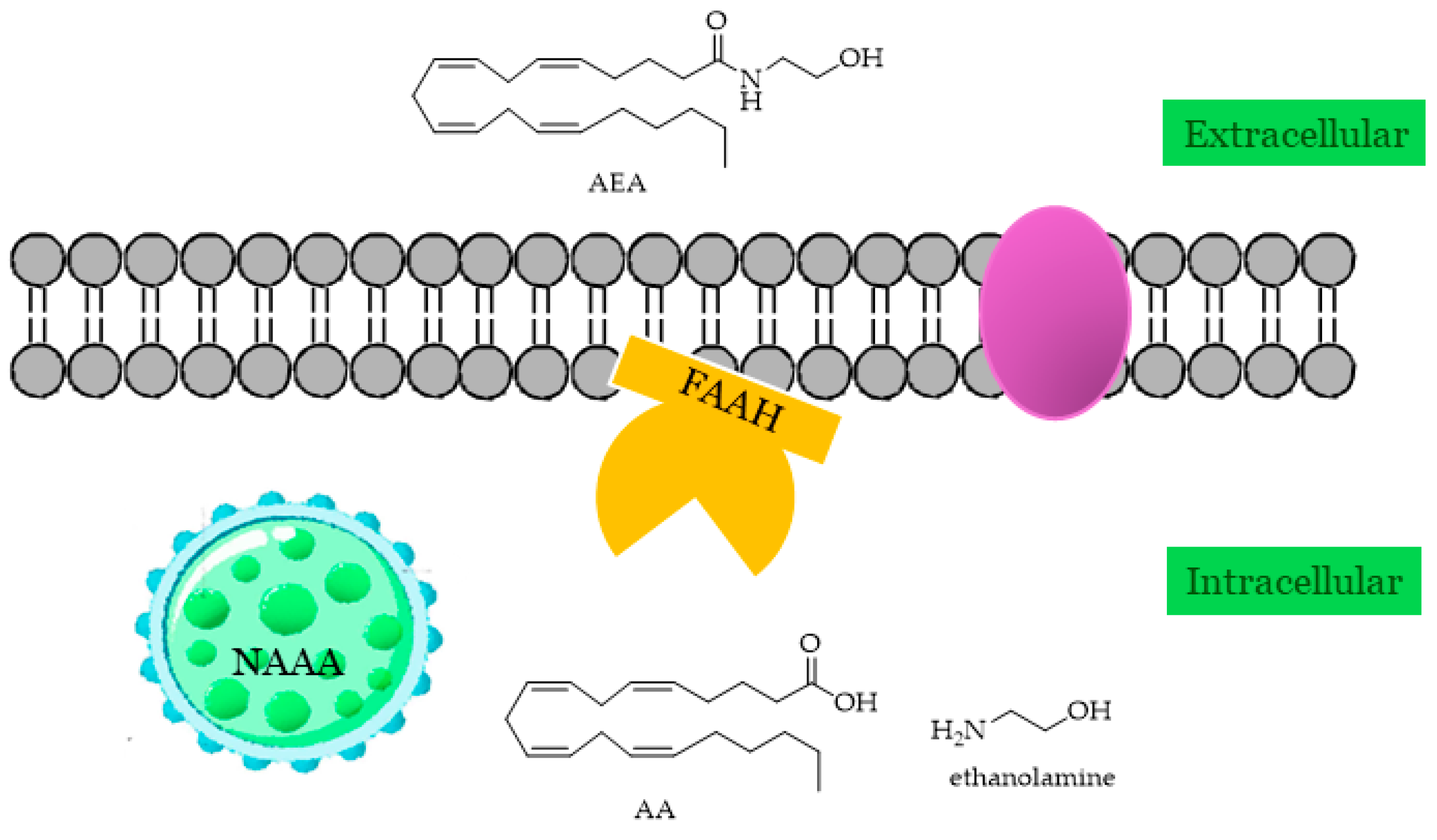 Ijms 25 07693 g002 Ijms 25 07693 g002