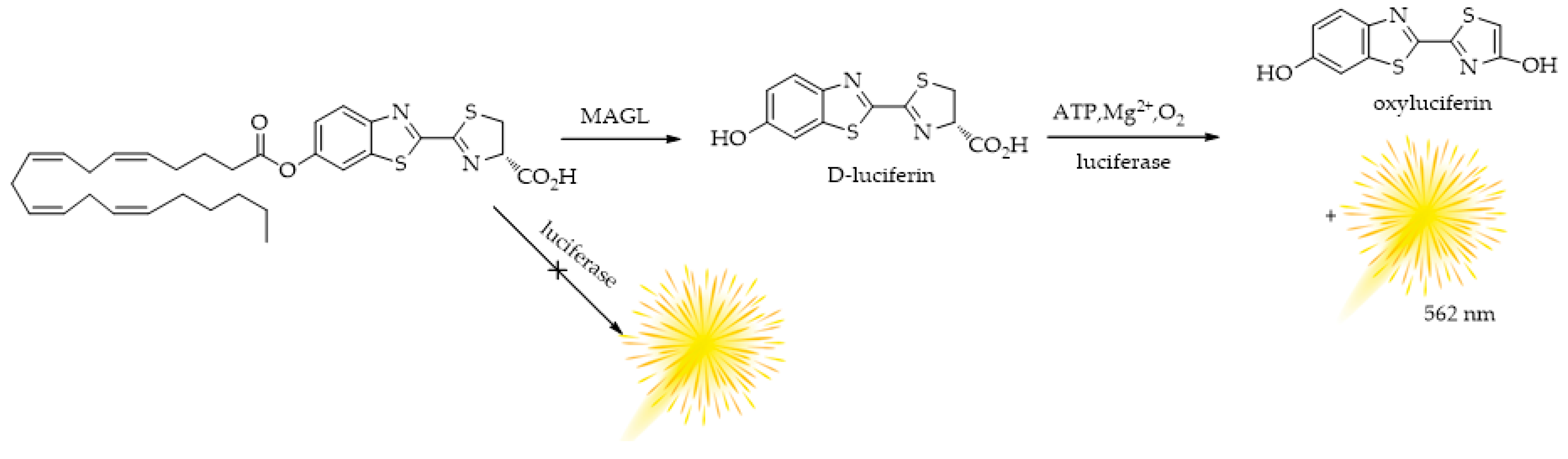 Ijms 25 07693 g009 Ijms 25 07693 g009