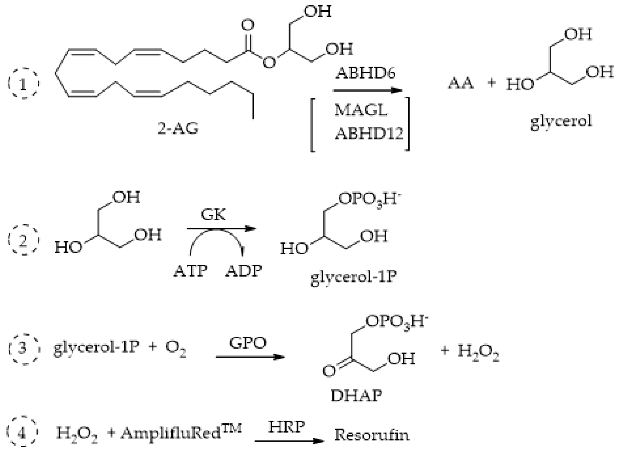 Ijms 25 07693 g013 Ijms 25 07693 g013
