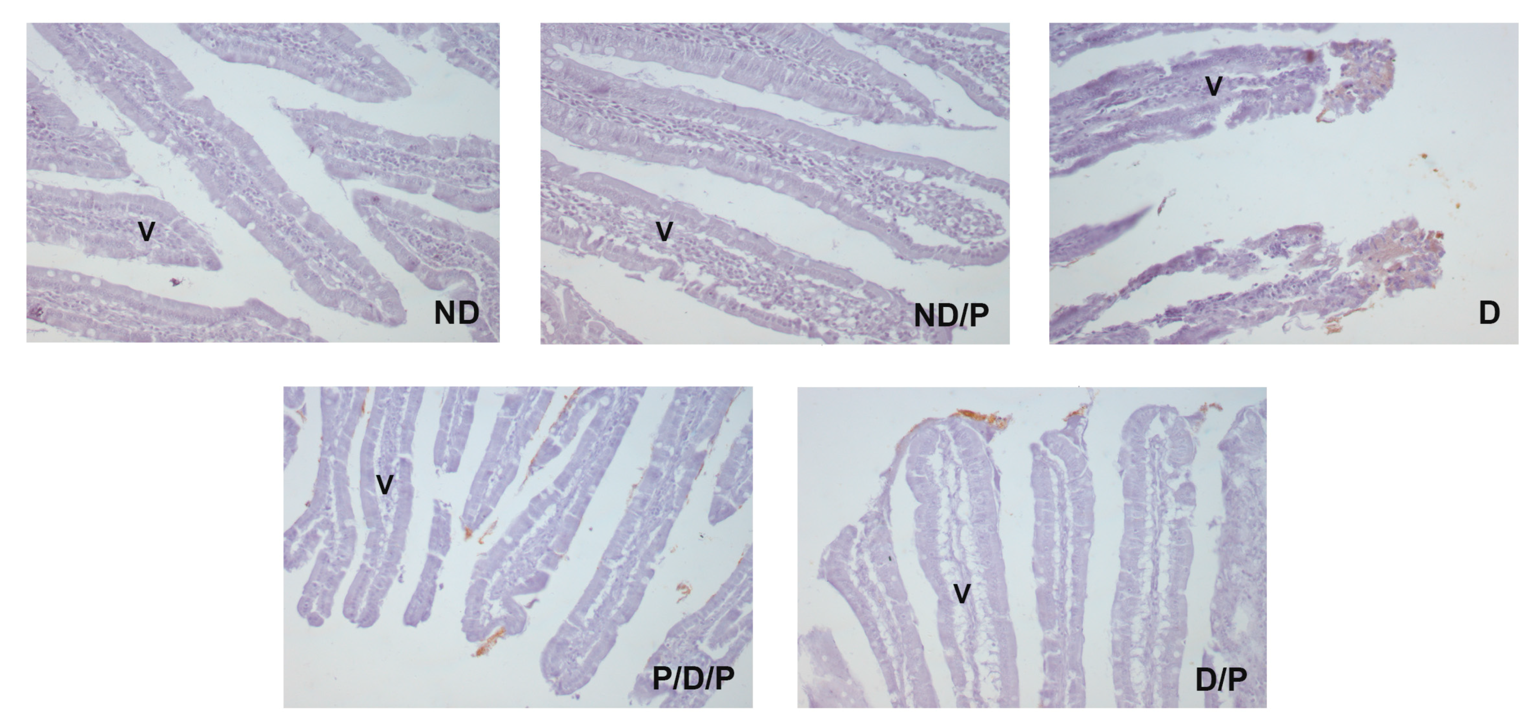 Ijms 25 07697 g007 Ijms 25 07697 g007