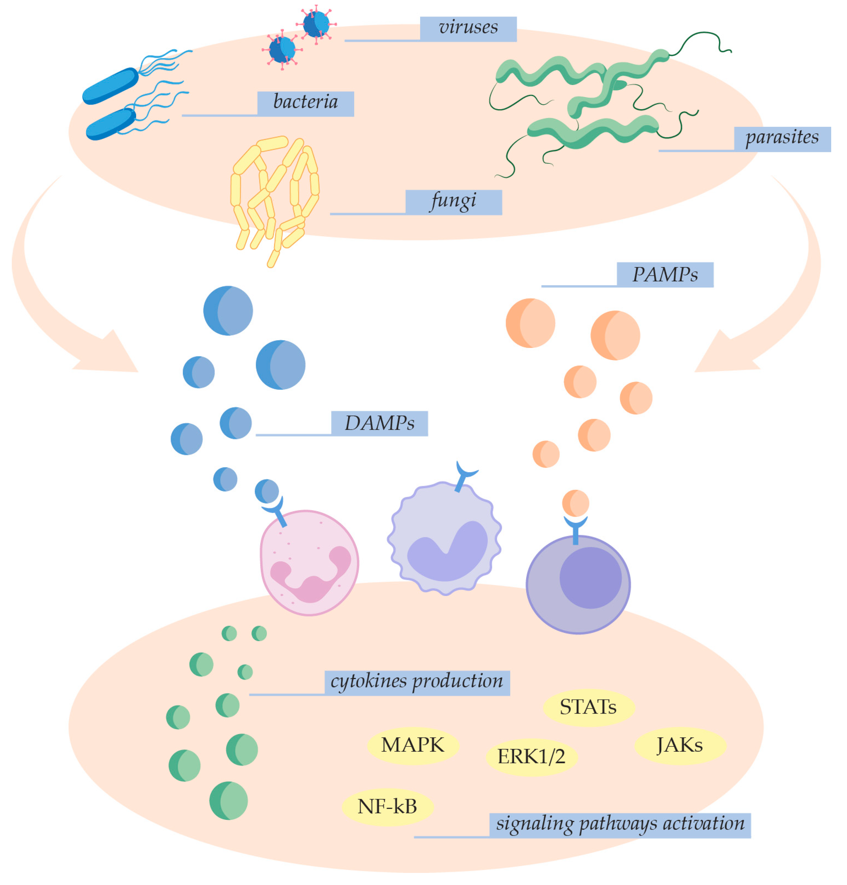 Ijms 25 07770 g001 Ijms 25 07770 g001